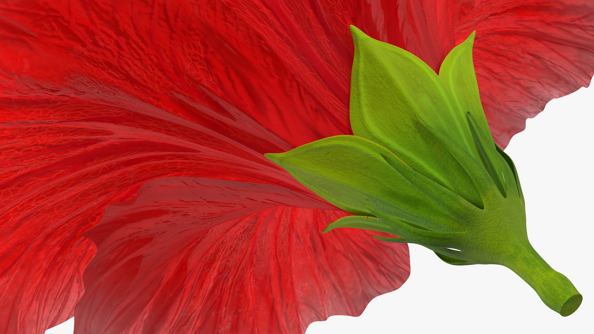 3D Blooming Red Hibiscus Flower model