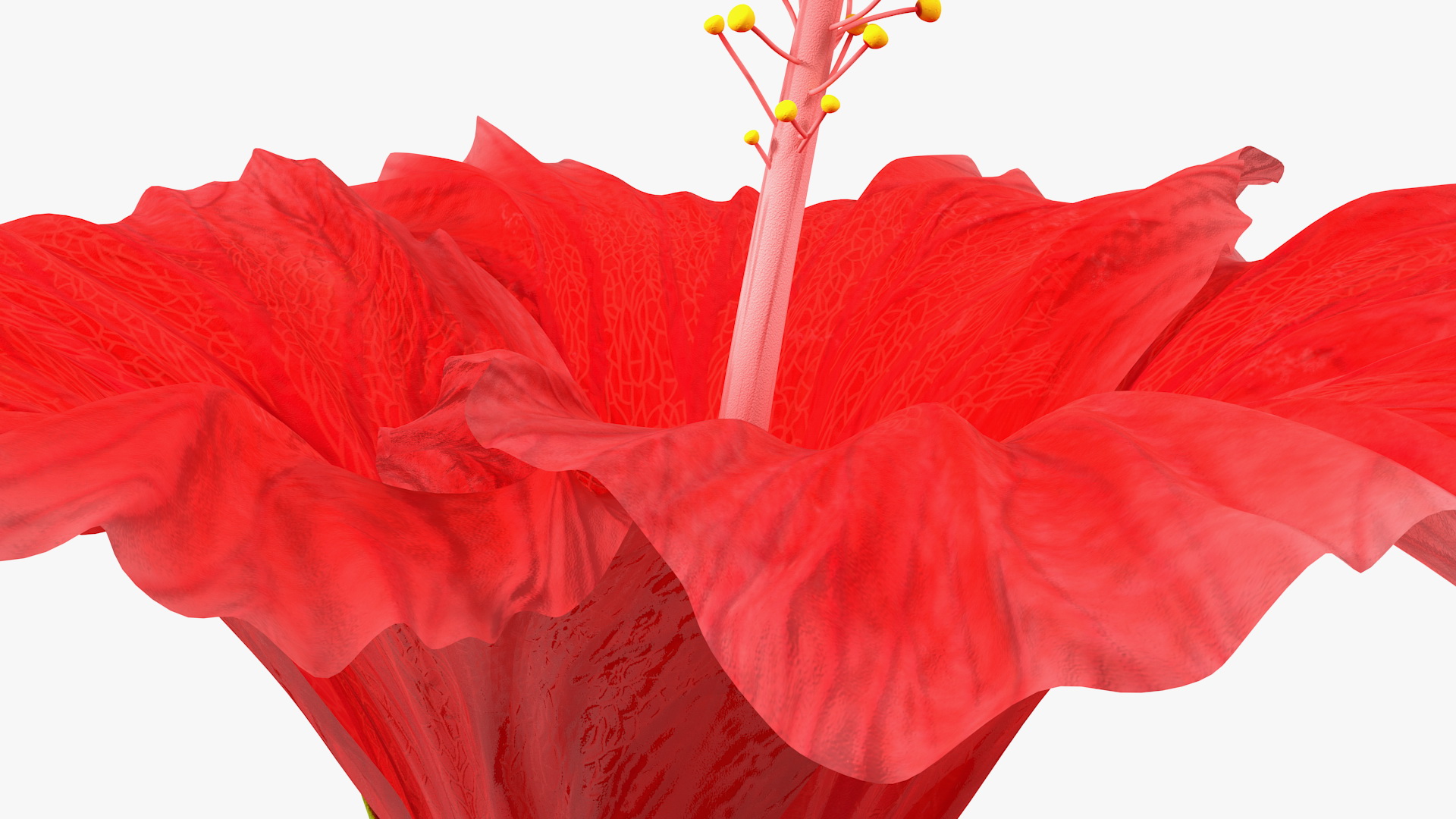3D Blooming Red Hibiscus Flower model