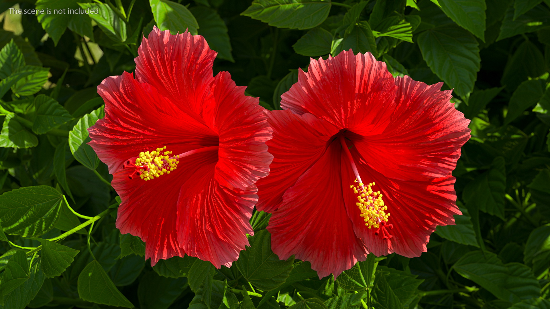 3D Blooming Red Hibiscus Flower model