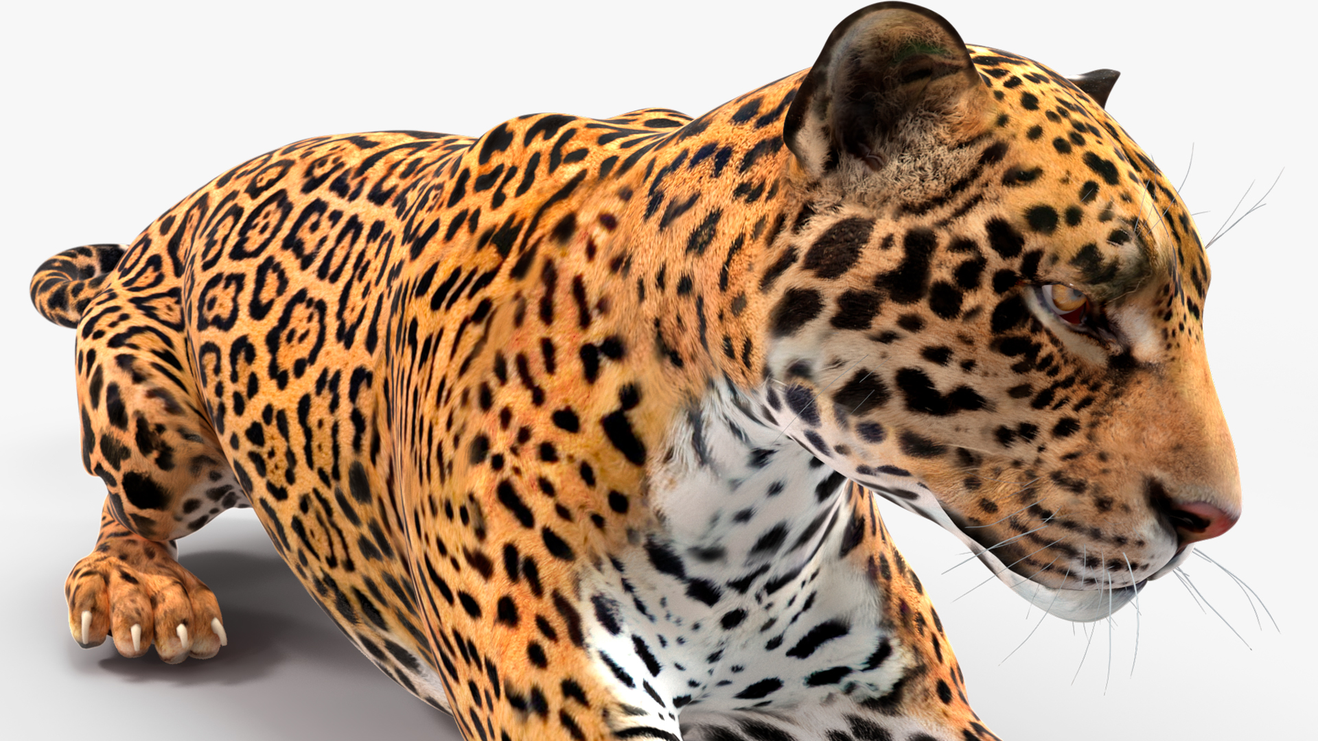 Jaguar Lying Down 3D