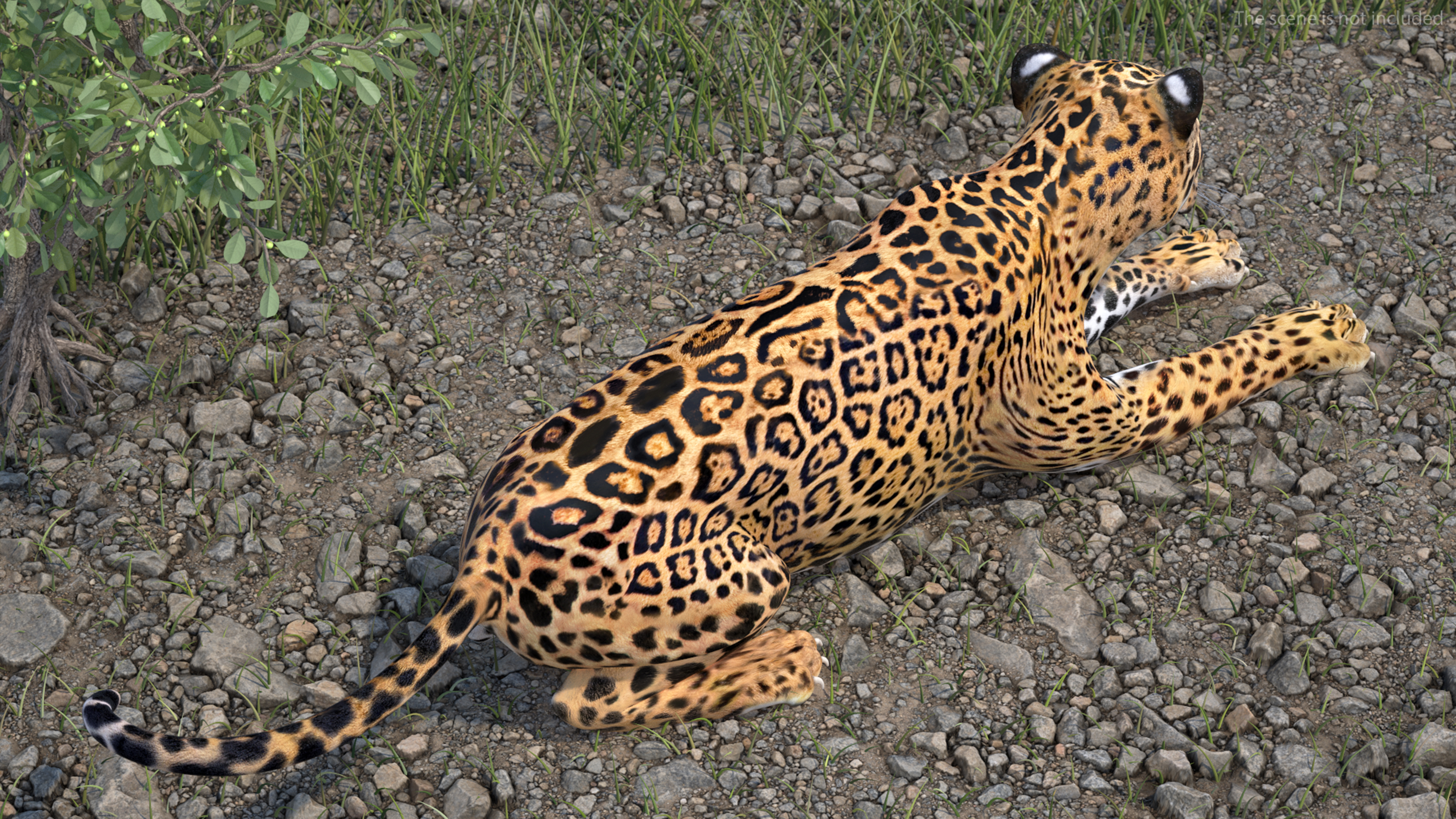 Jaguar Lying Down 3D