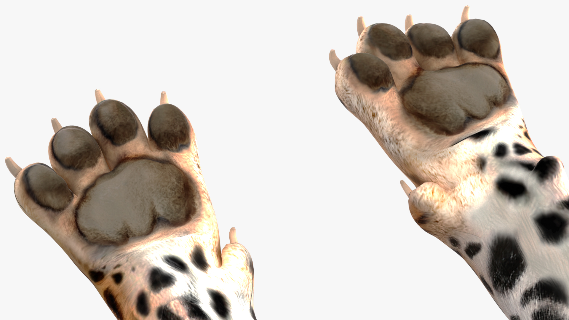 Jaguar Lying Down 3D