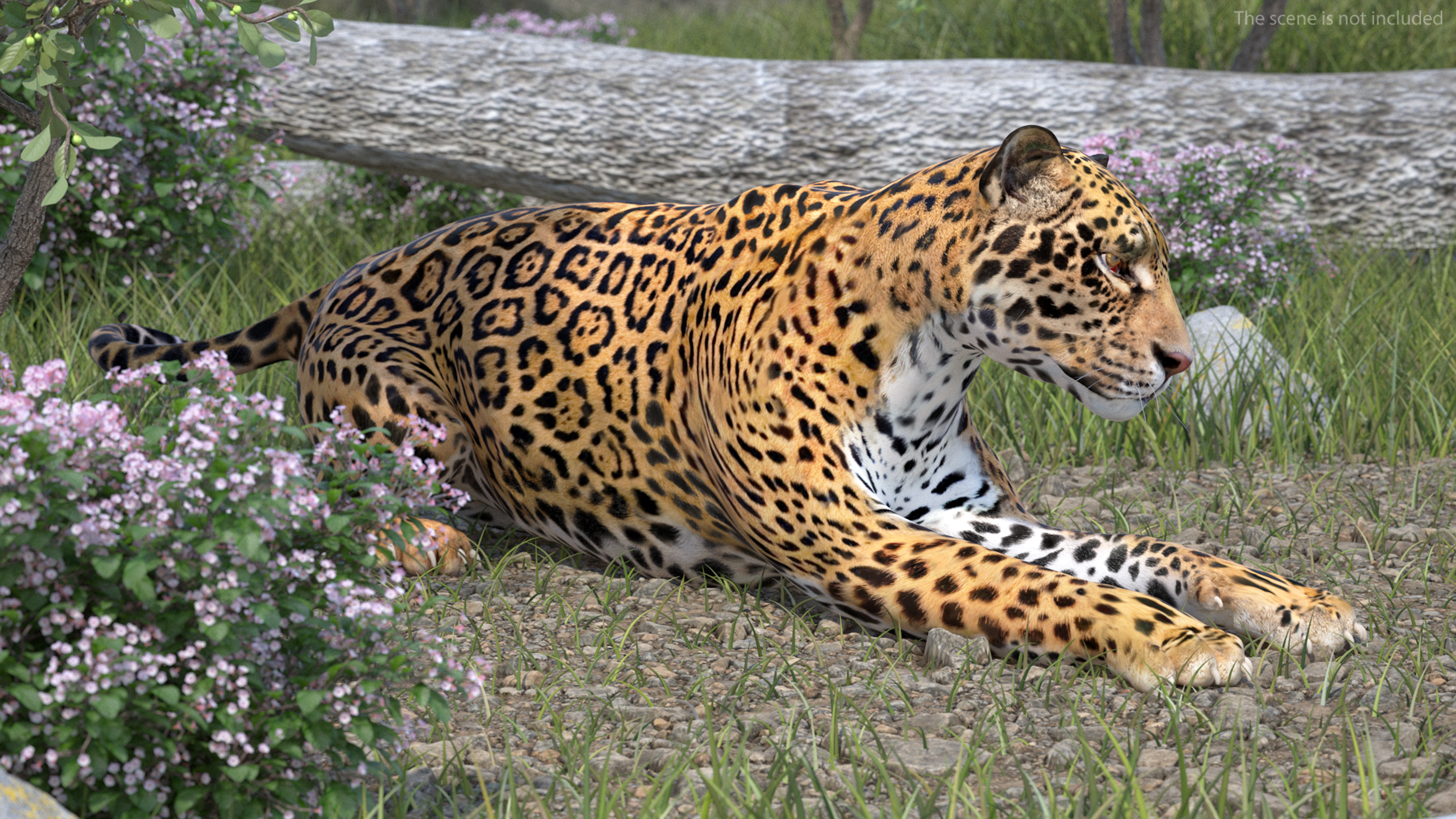 Jaguar Lying Down 3D