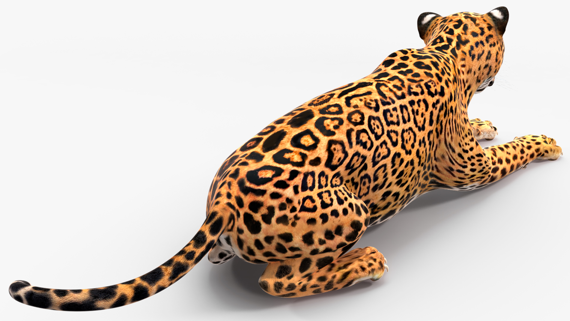 Jaguar Lying Down 3D