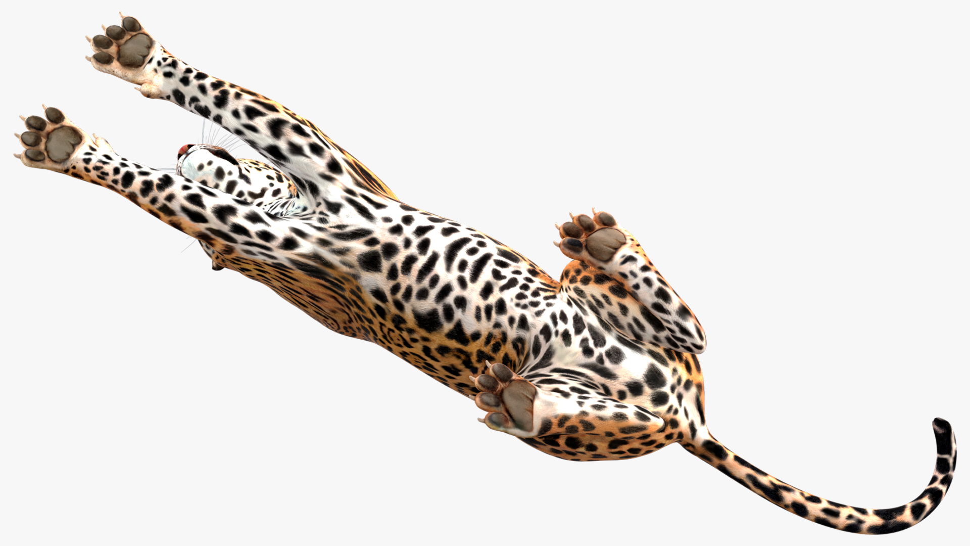 Jaguar Lying Down 3D