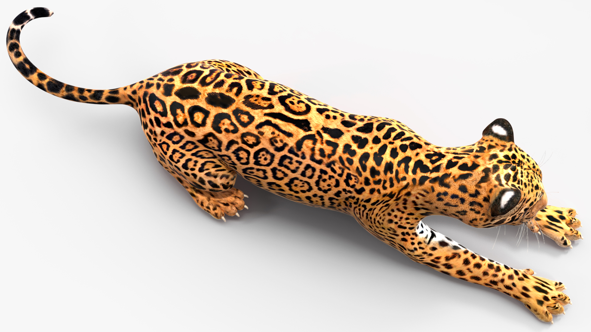 Jaguar Lying Down 3D
