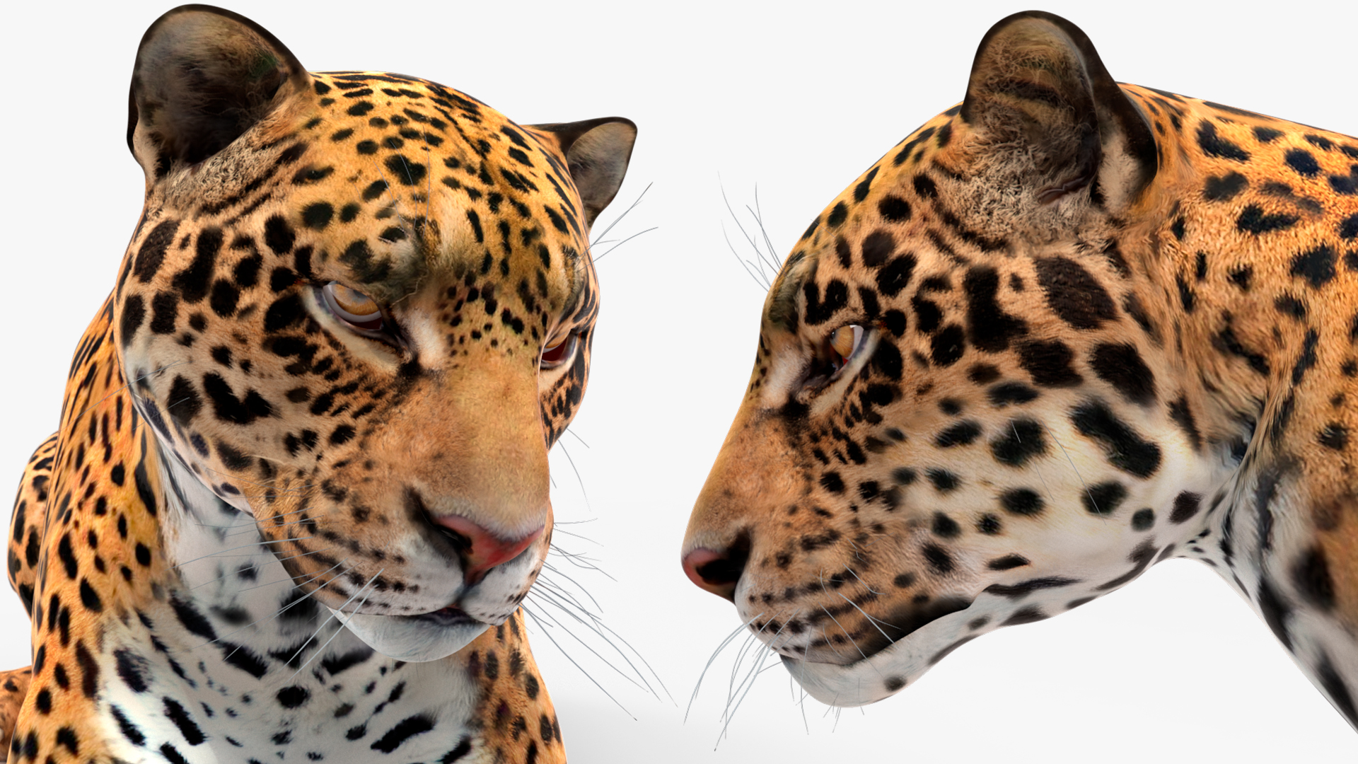 Jaguar Lying Down 3D