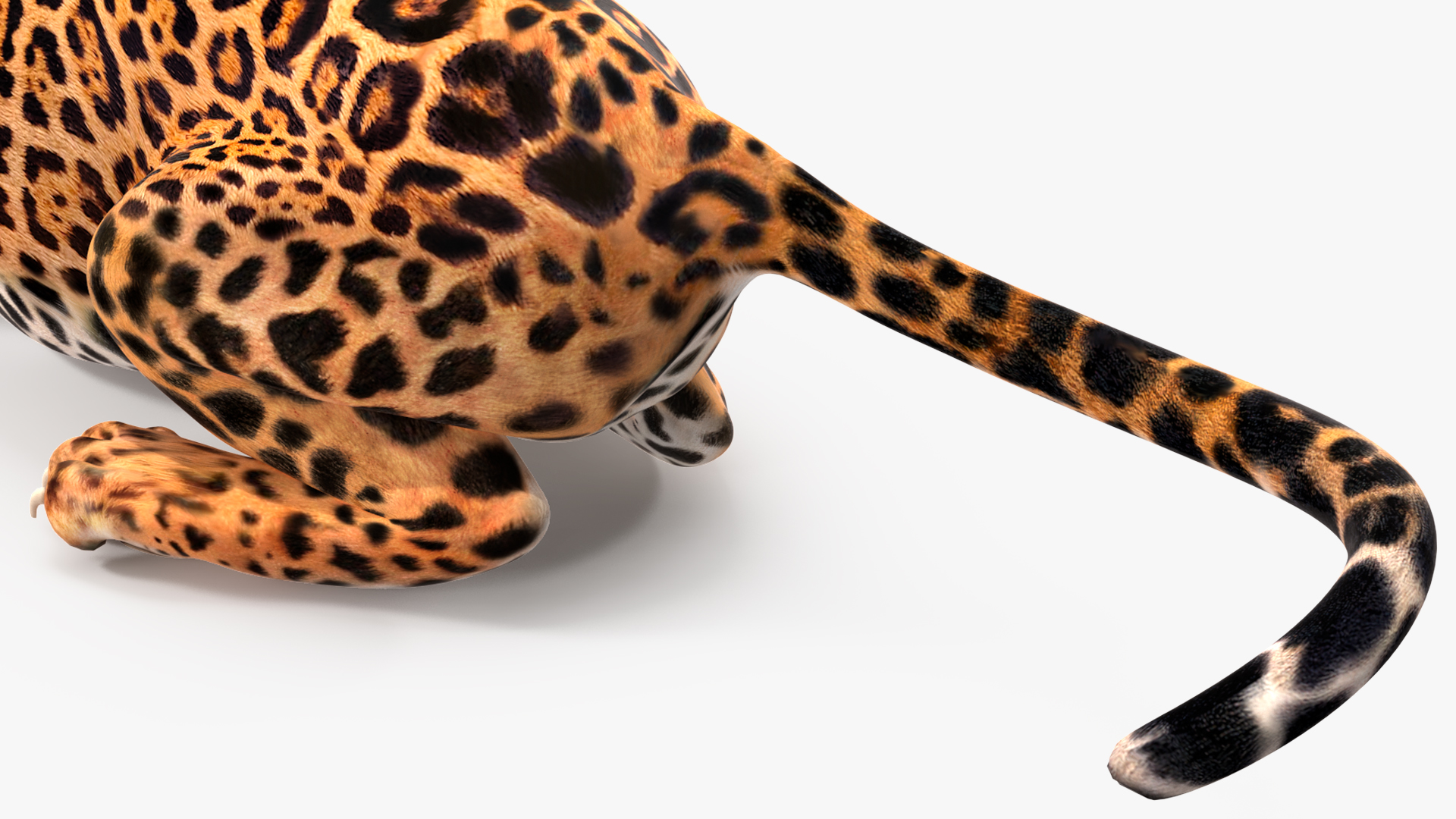 Jaguar Lying Down 3D