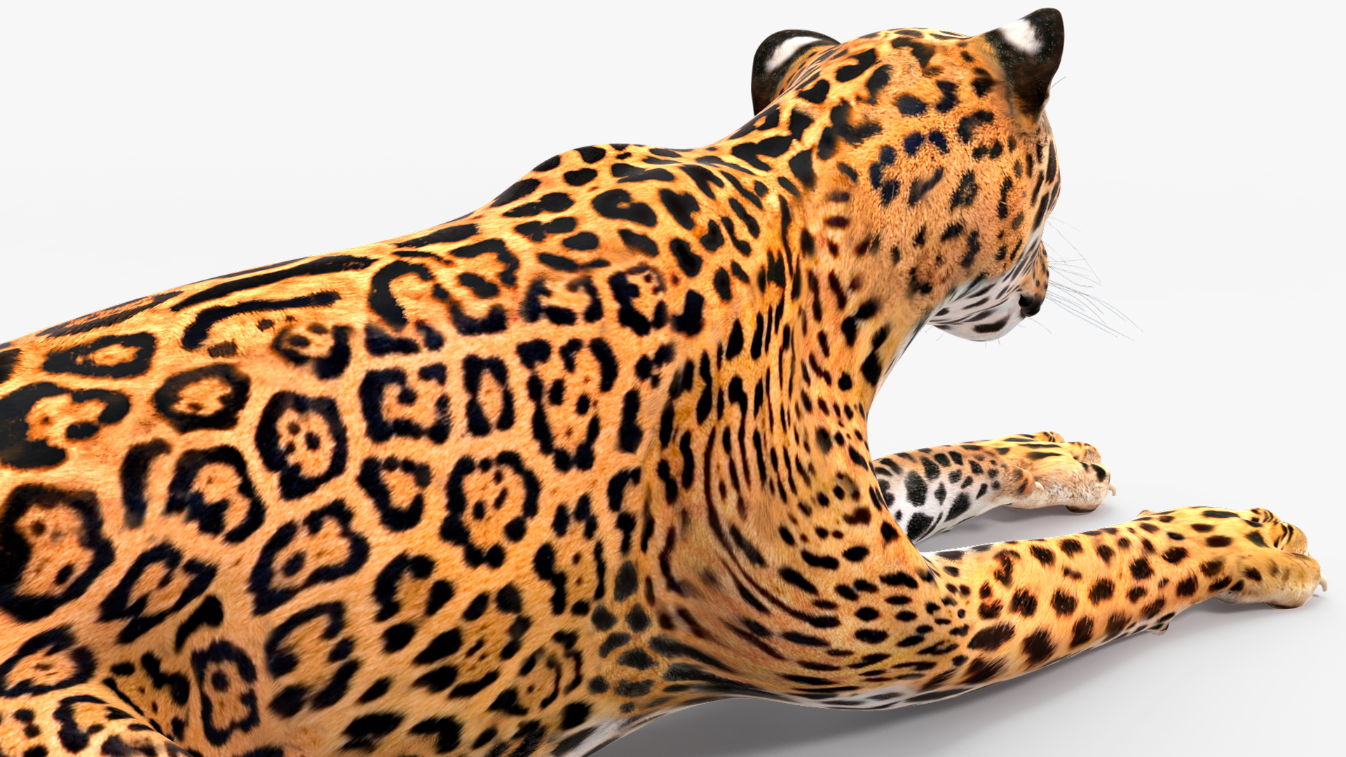 Jaguar Lying Down 3D