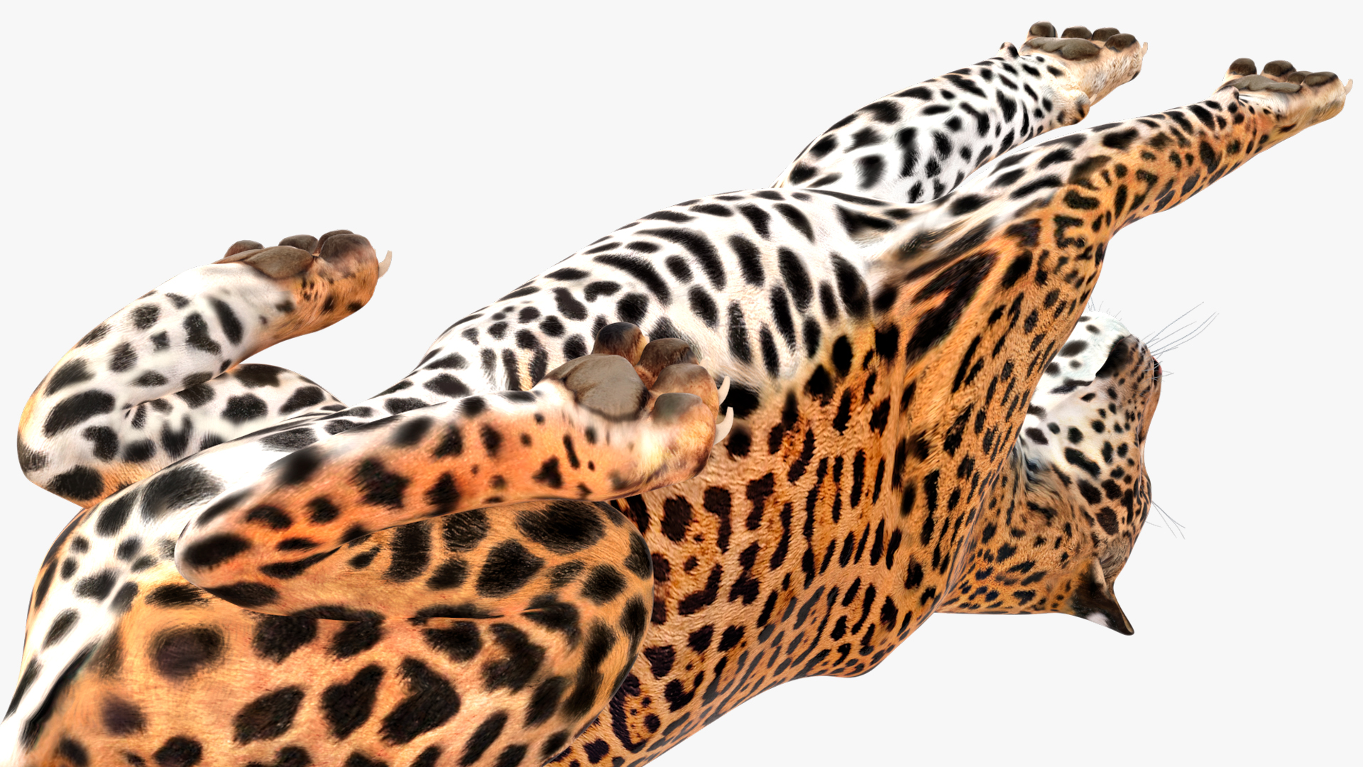 Jaguar Lying Down 3D