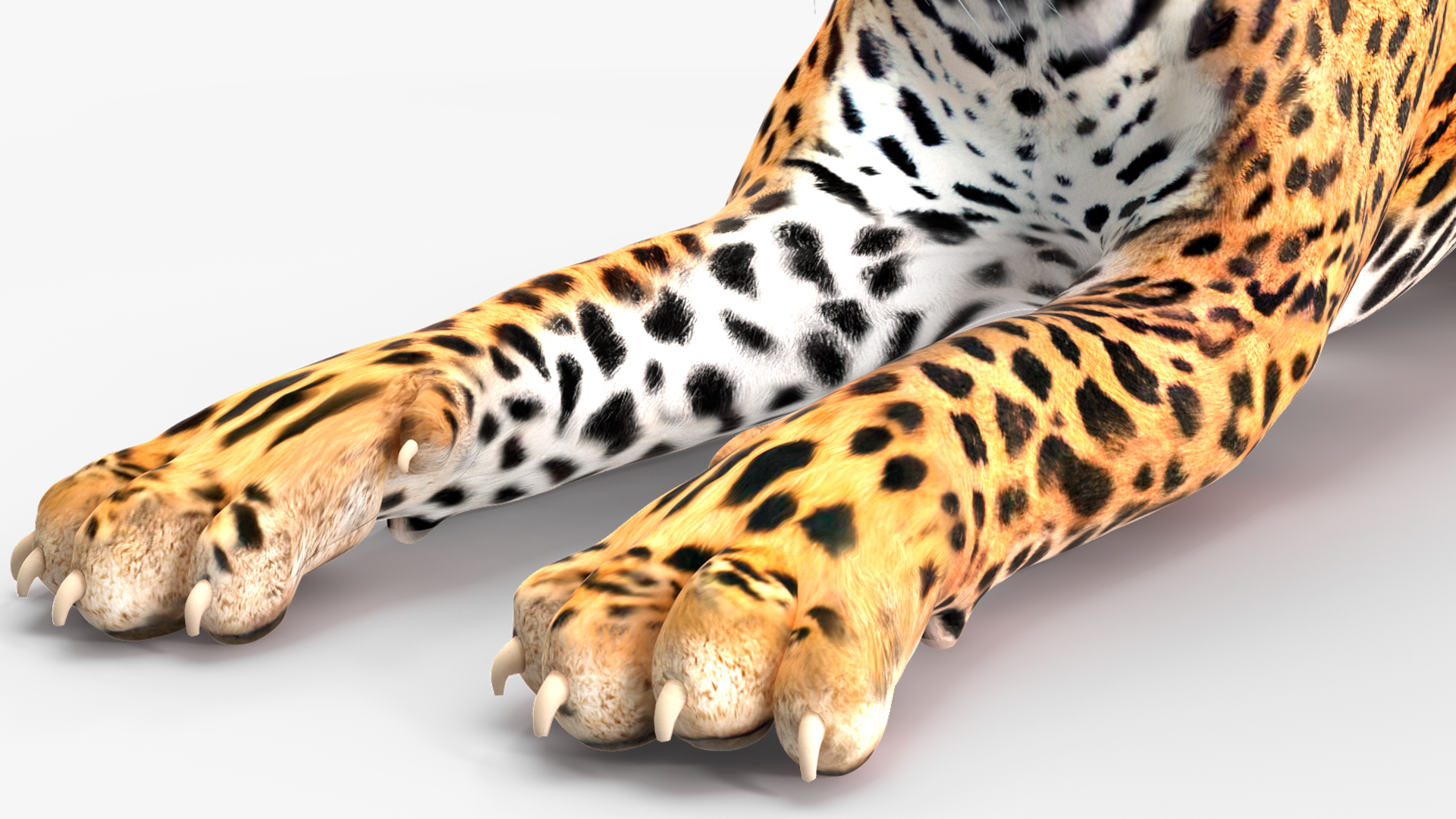 Jaguar Lying Down 3D