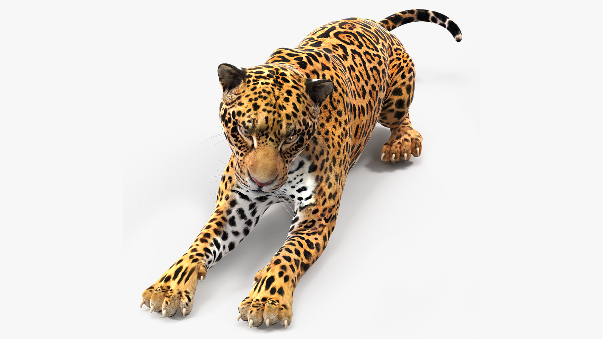 Jaguar Lying Down 3D