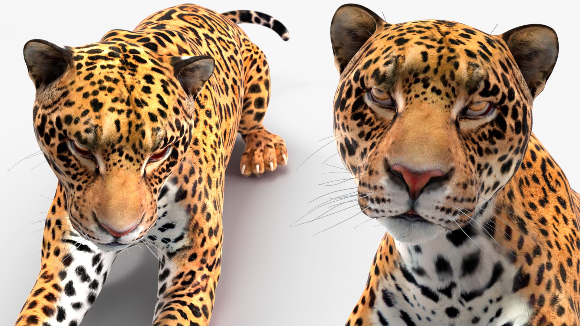 Jaguar Lying Down 3D
