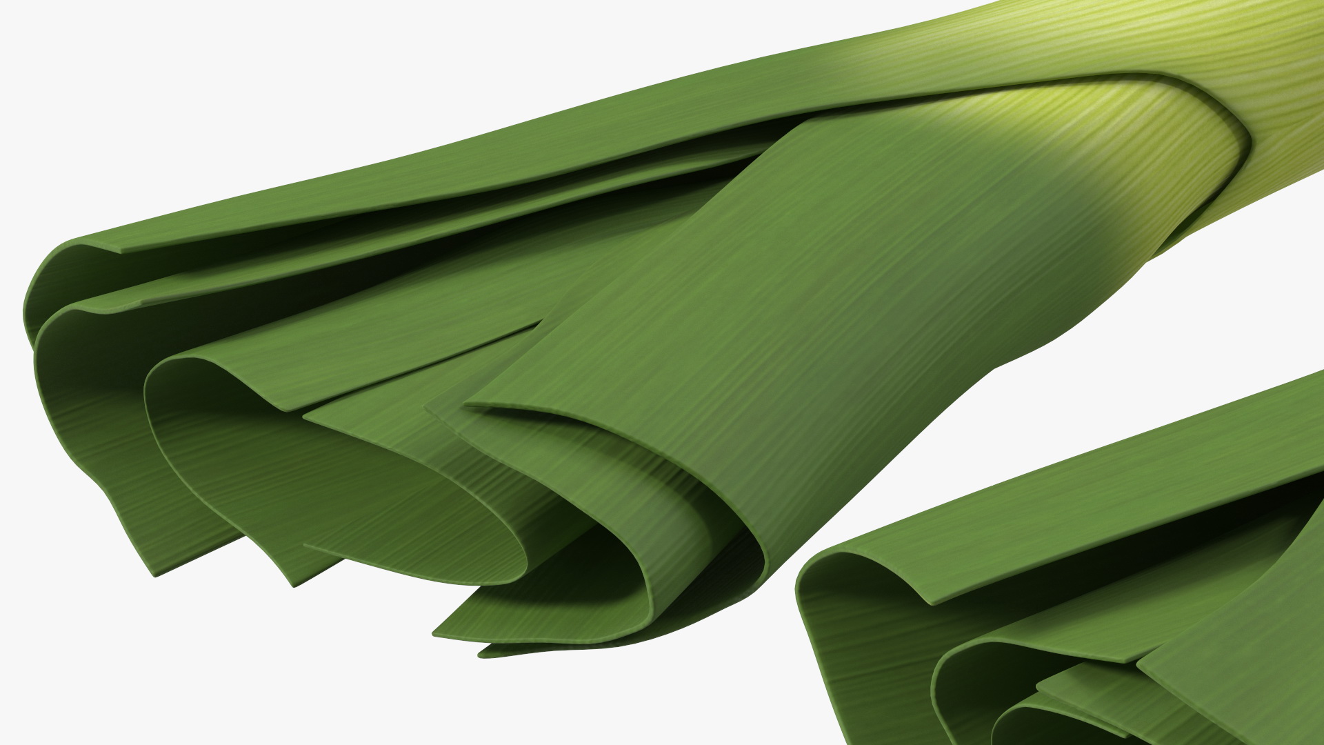 3D Cleaned and Cuted Leeks model