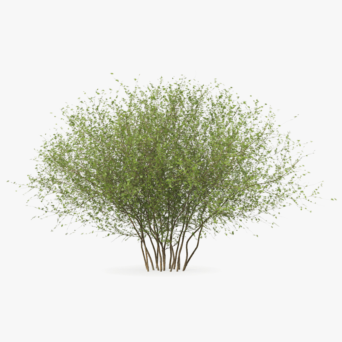Kolkwitzia Amabilis Bush