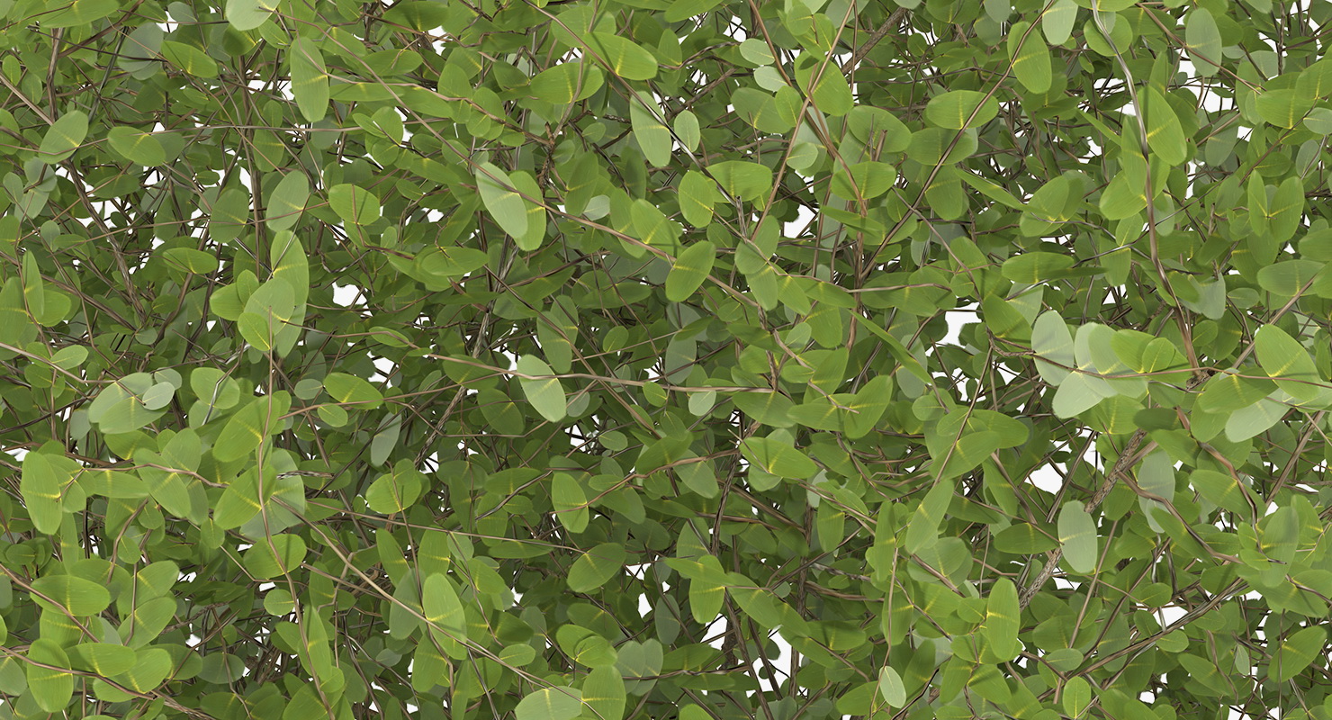 Kolkwitzia Amabilis Bush 3D model
