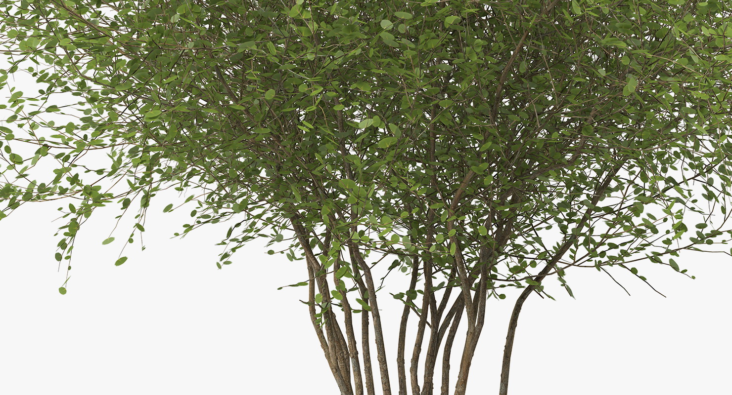 Kolkwitzia Amabilis Bush 3D model