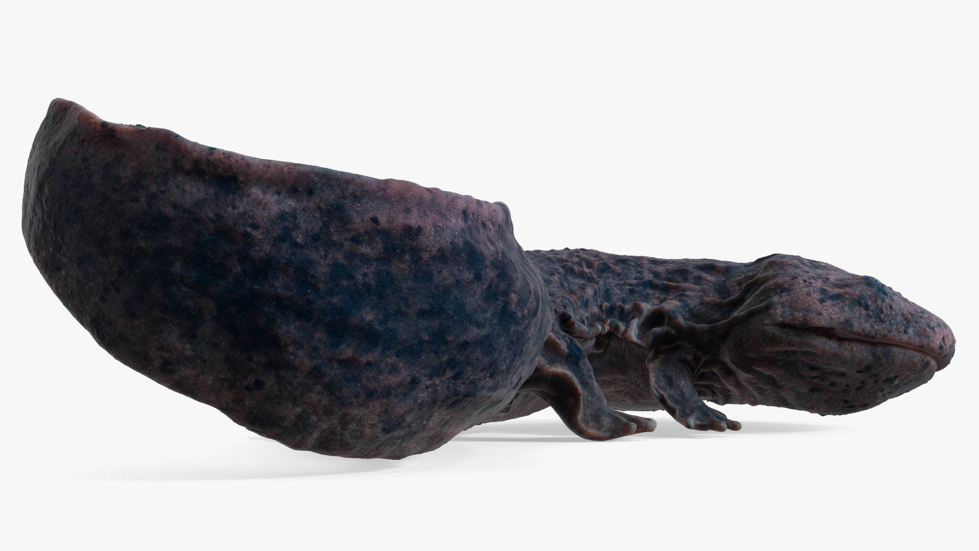 3D Salamander Dark Lying
