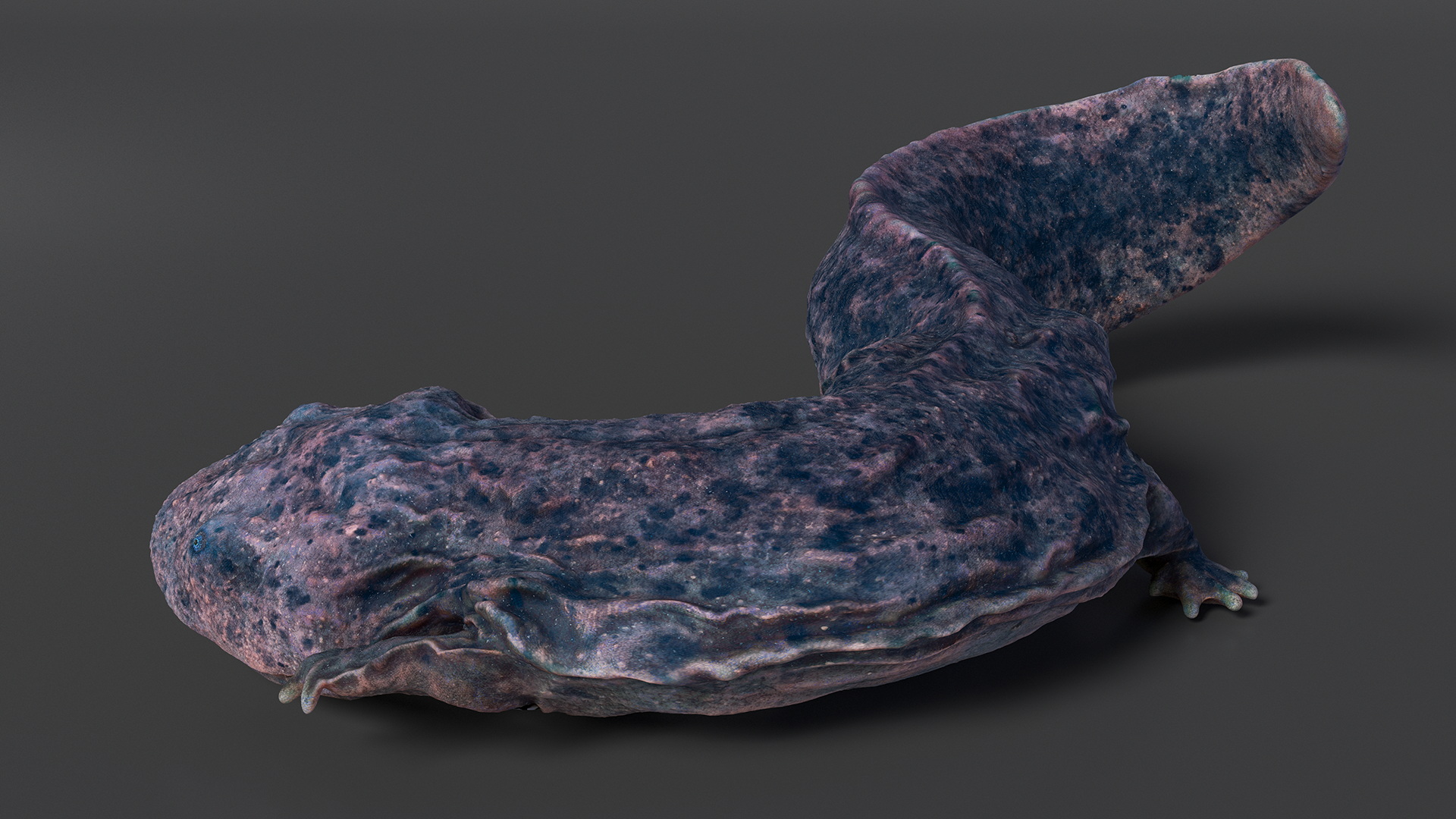 3D Salamander Dark Lying