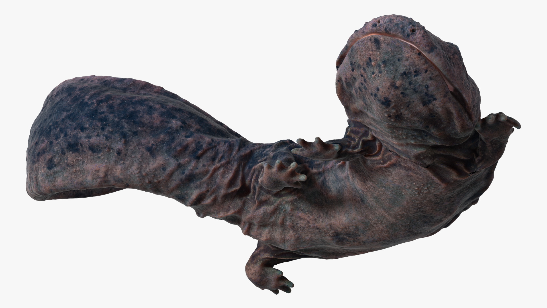 3D Salamander Dark Lying