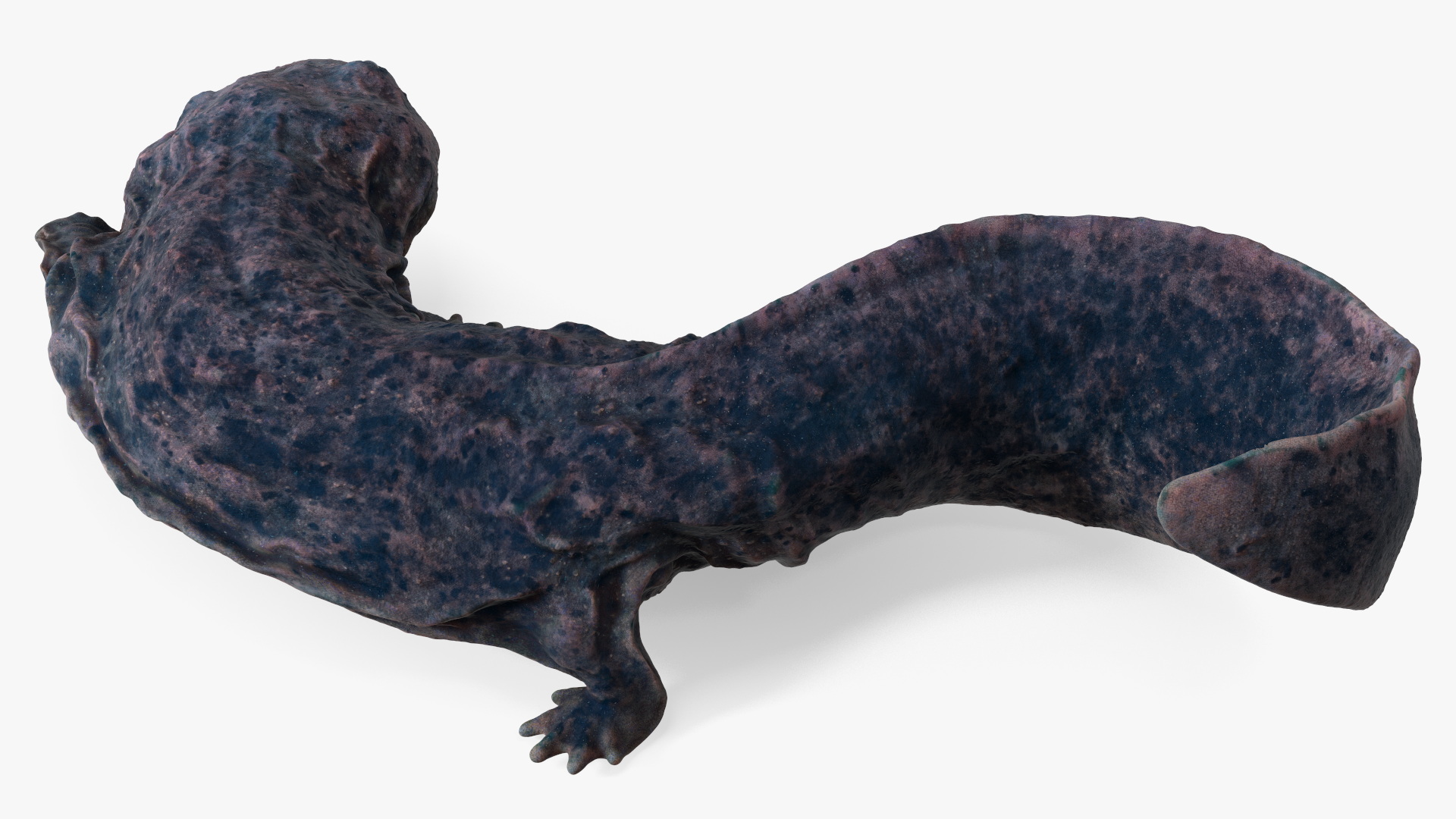 3D Salamander Dark Lying