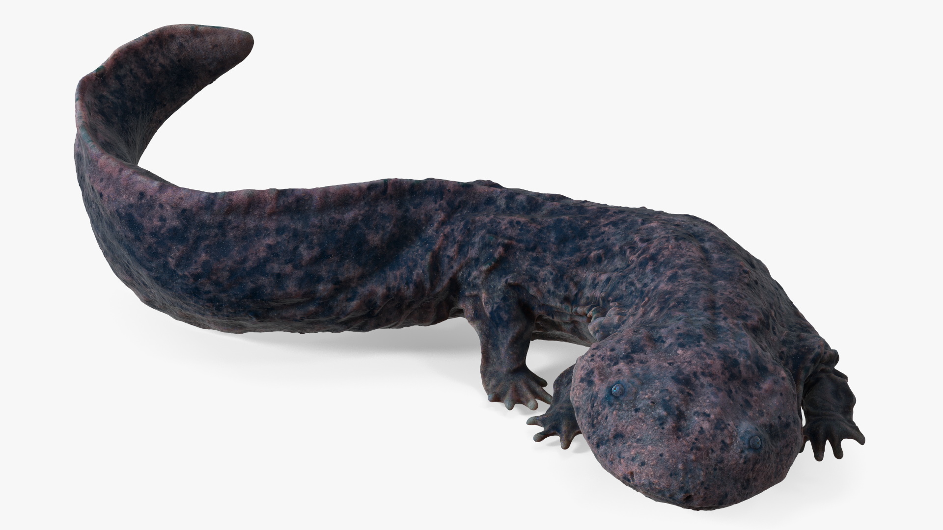 3D Salamander Dark Lying
