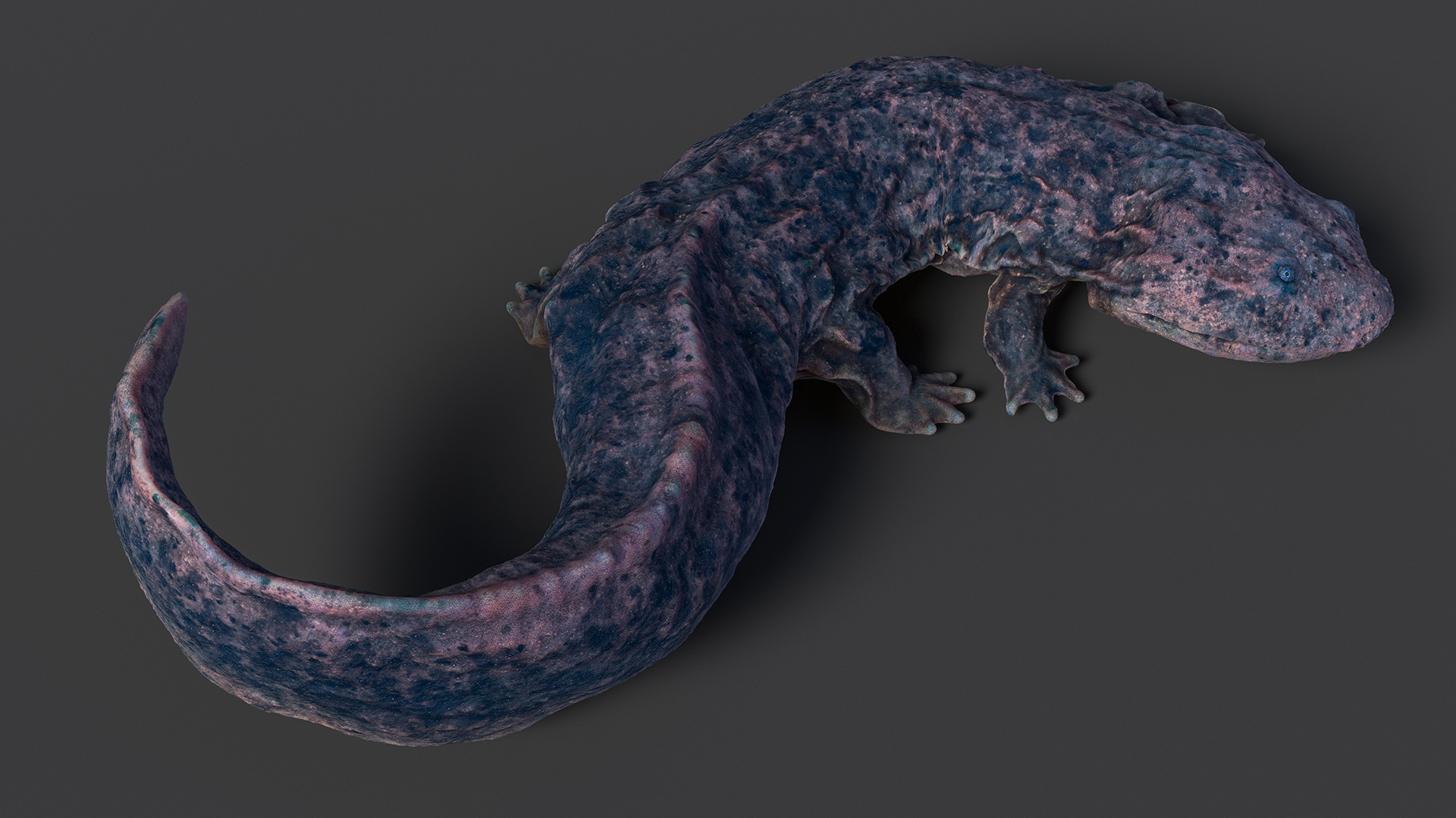3D Salamander Dark Lying