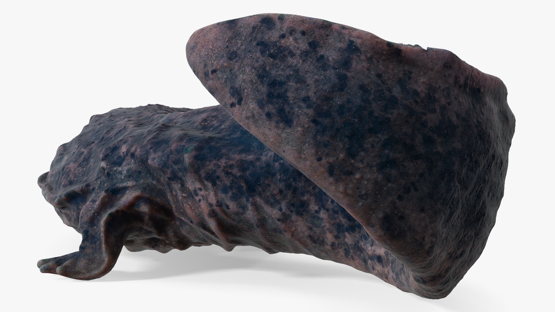 3D Salamander Dark Lying