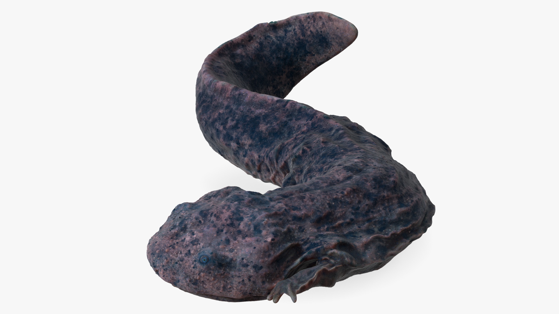 3D Salamander Dark Lying