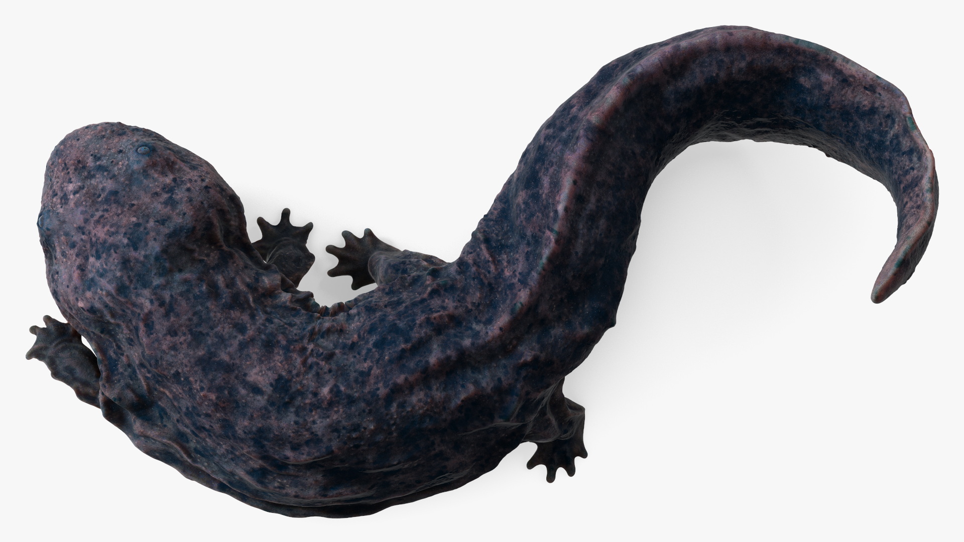 3D Salamander Dark Lying