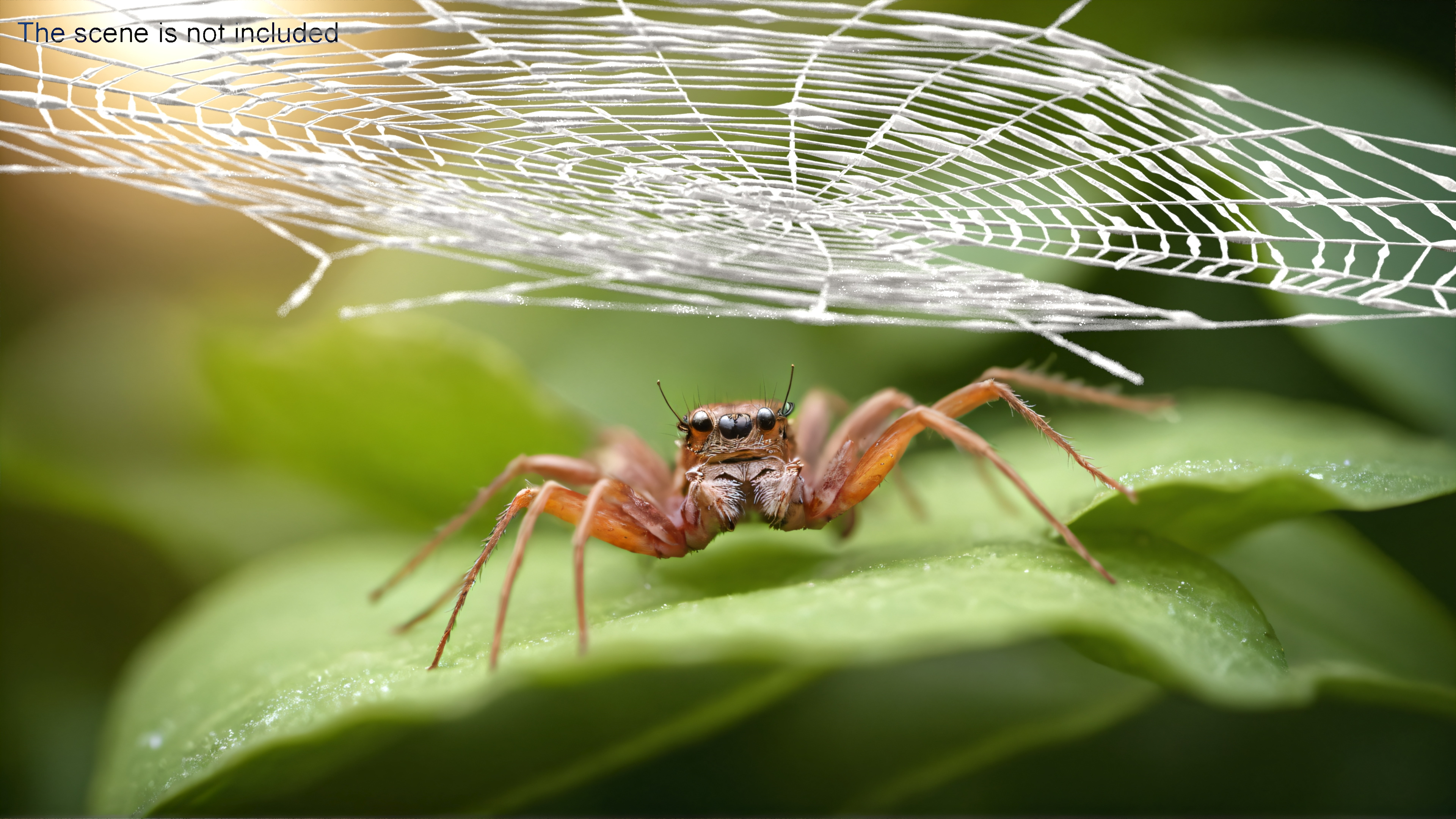 3D Spider Web in Circle Shape