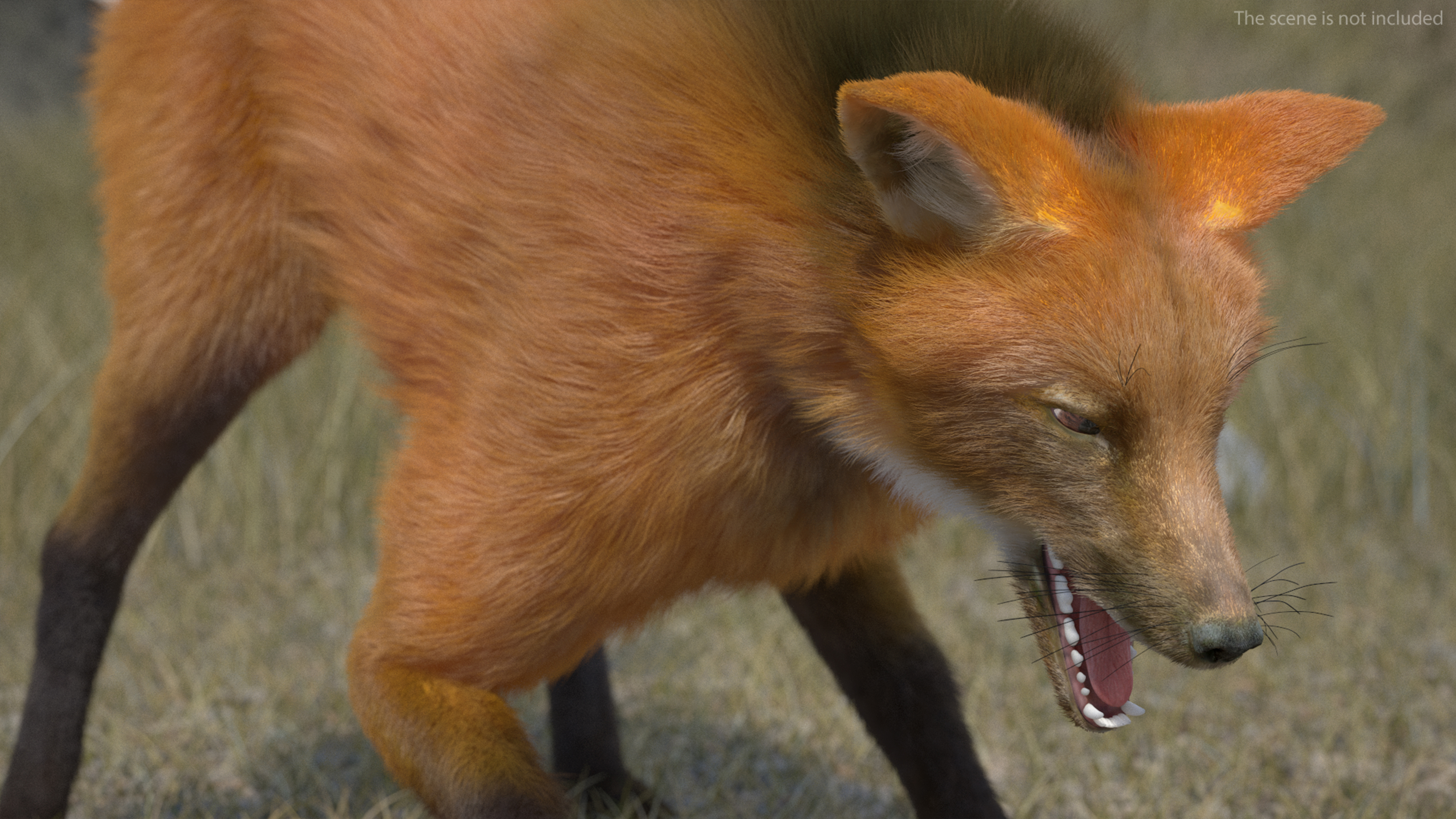 3D Maned Wolf Fur Rigged