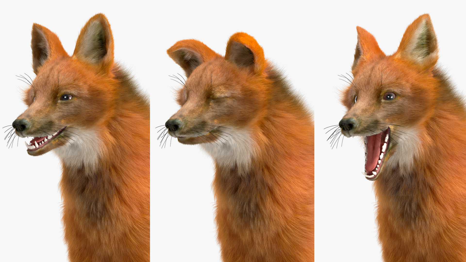 3D Maned Wolf Fur Rigged