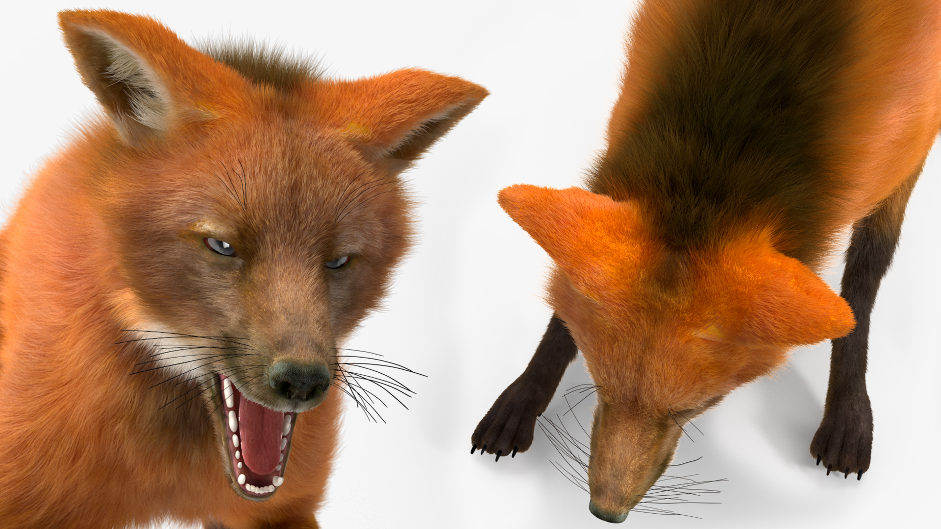3D Maned Wolf Fur Rigged