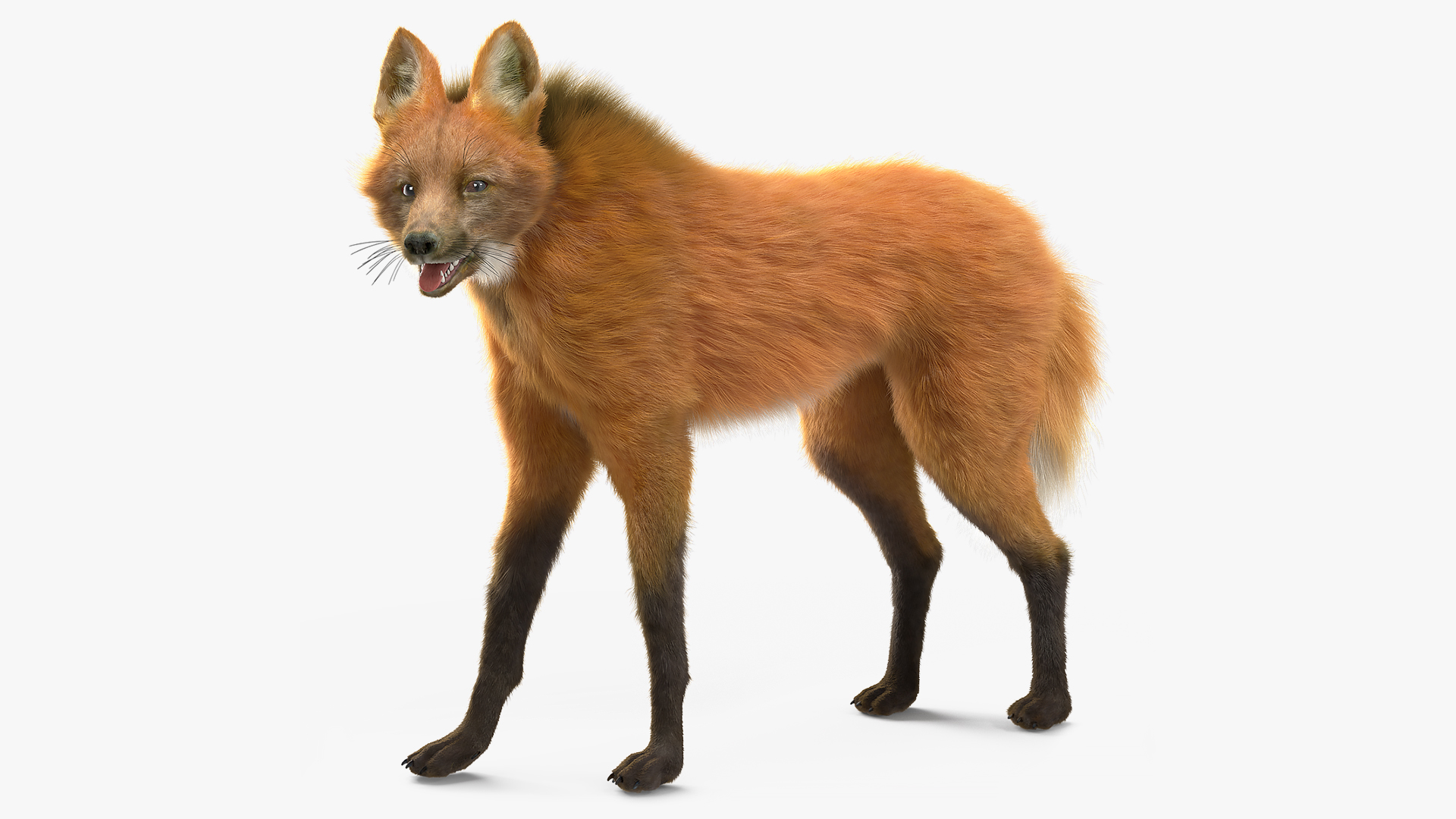 3D Maned Wolf Fur Rigged