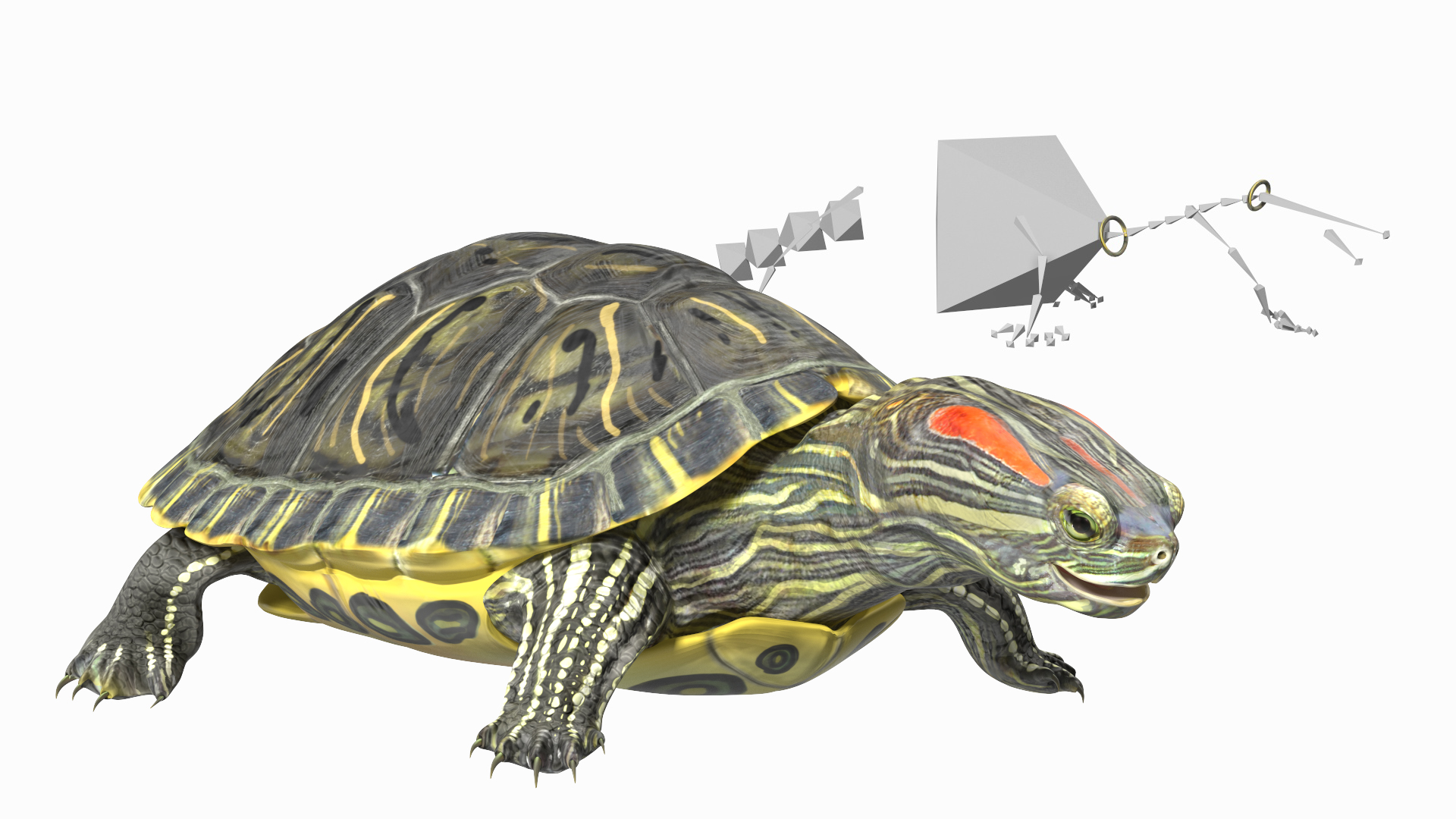 Red Eared Slider Rigged for Cinema 4D 3D
