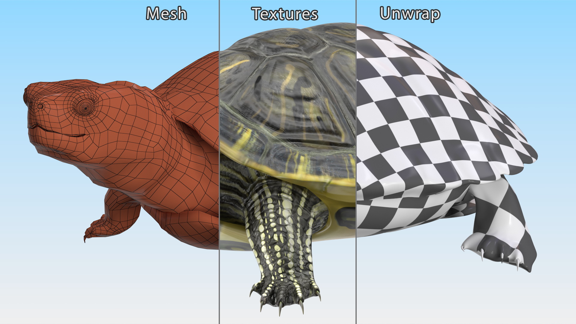 Red Eared Slider Rigged for Cinema 4D 3D