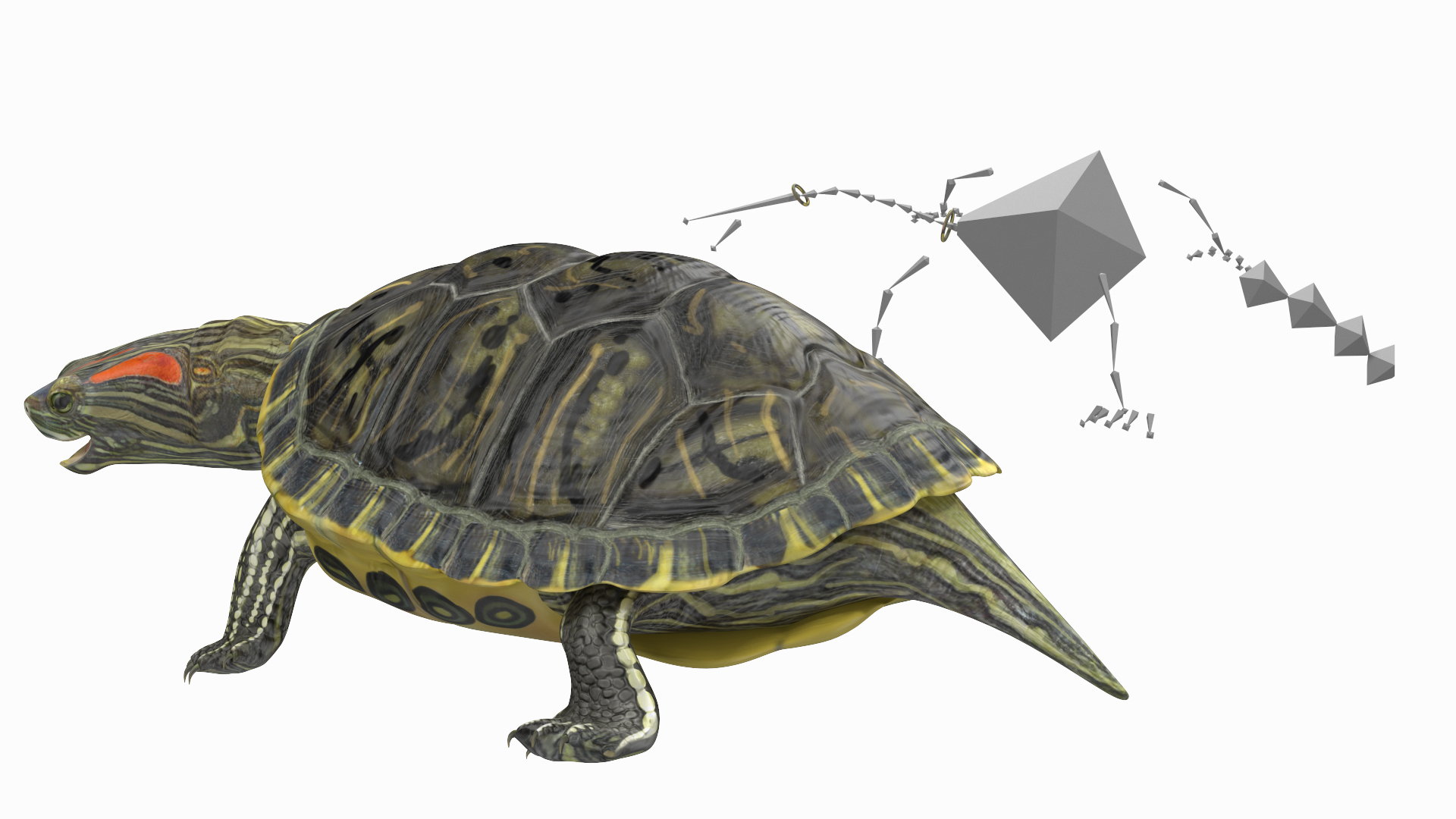 Red Eared Slider Rigged for Cinema 4D 3D