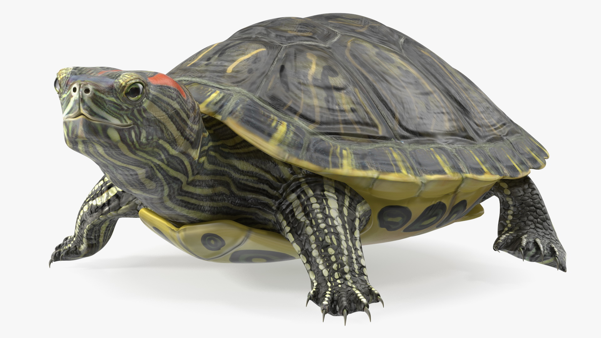 Red Eared Slider Rigged for Cinema 4D 3D
