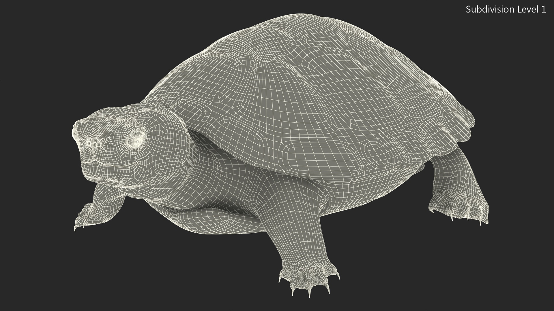 Red Eared Slider Rigged for Cinema 4D 3D
