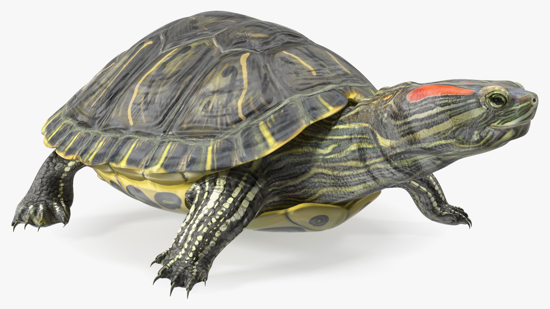 Red Eared Slider Rigged for Cinema 4D 3D