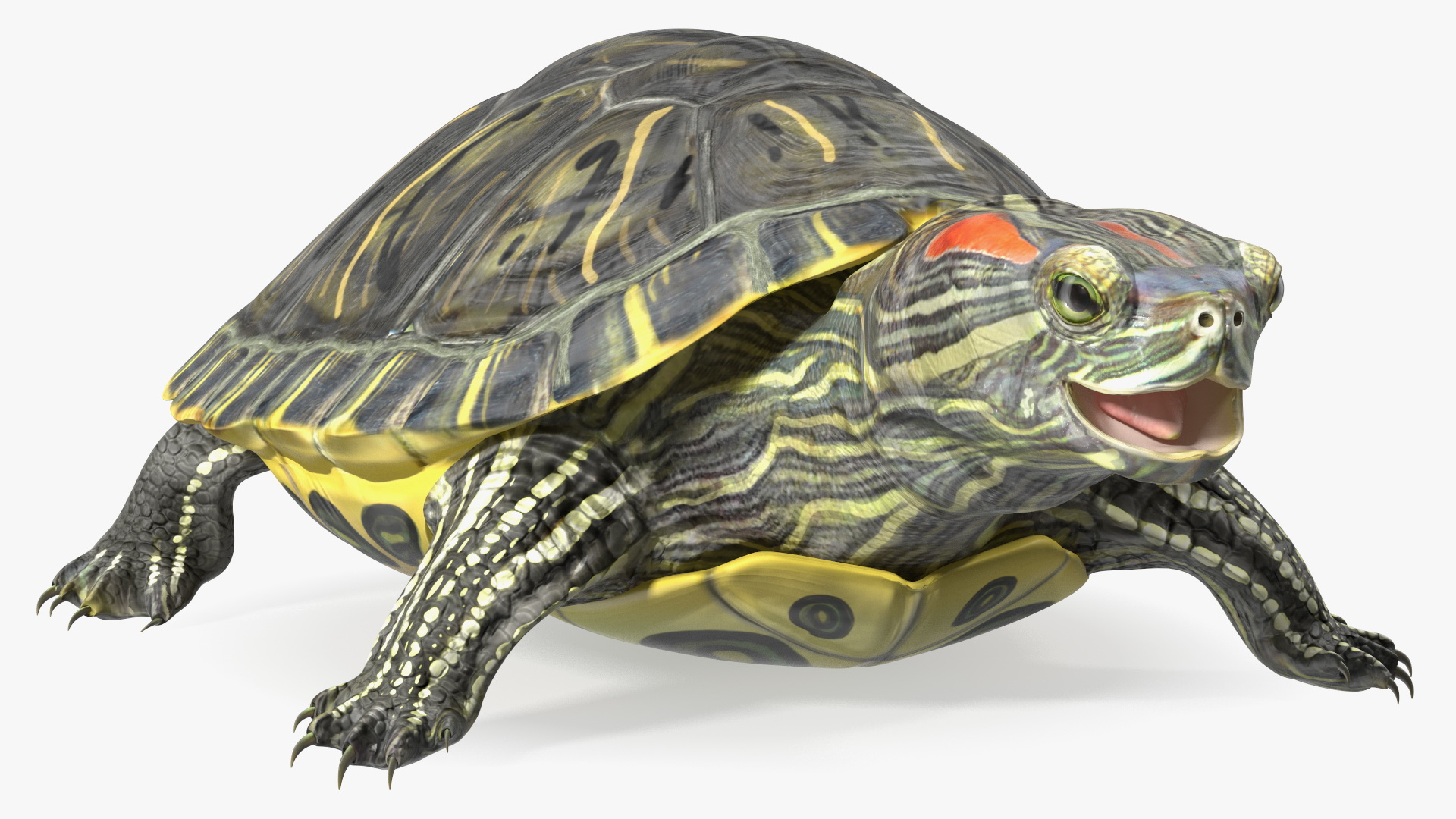 Red Eared Slider Rigged for Cinema 4D 3D