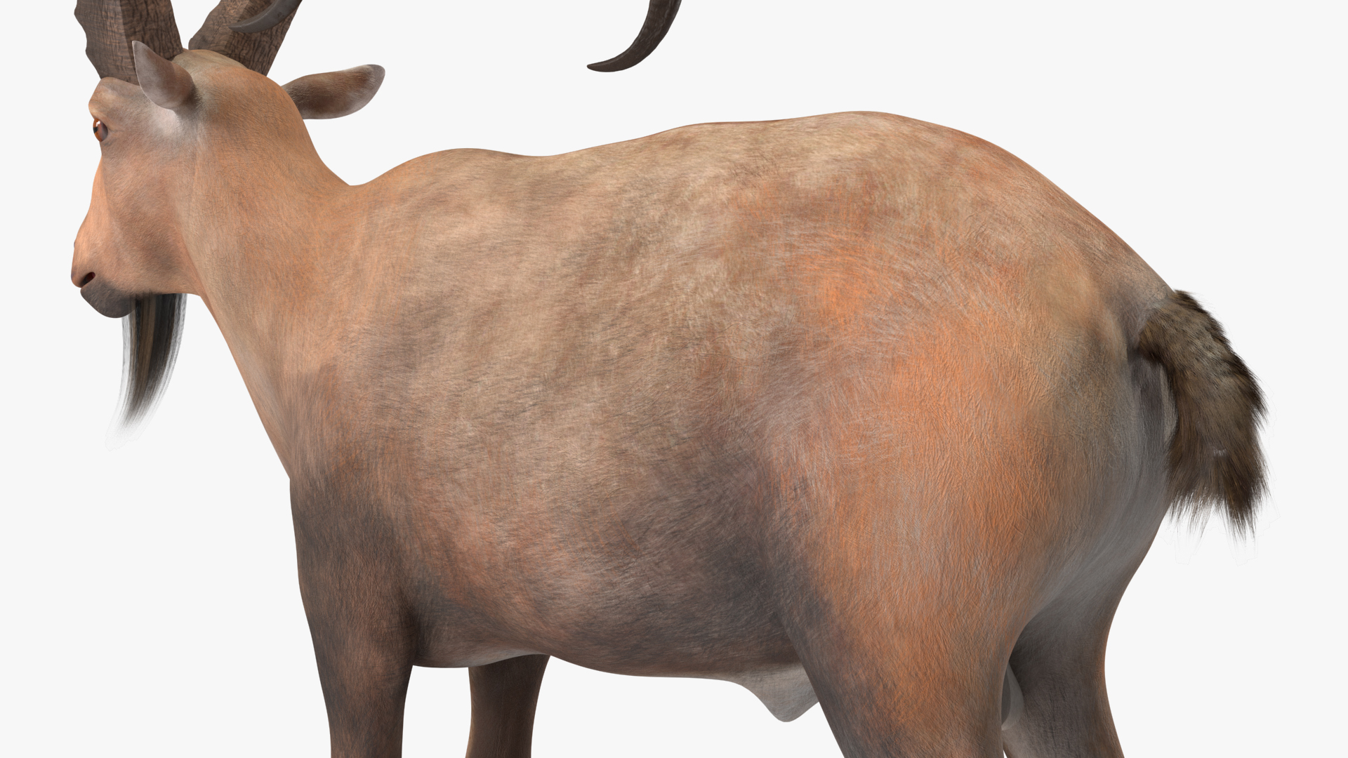 3D Alpine Ibex