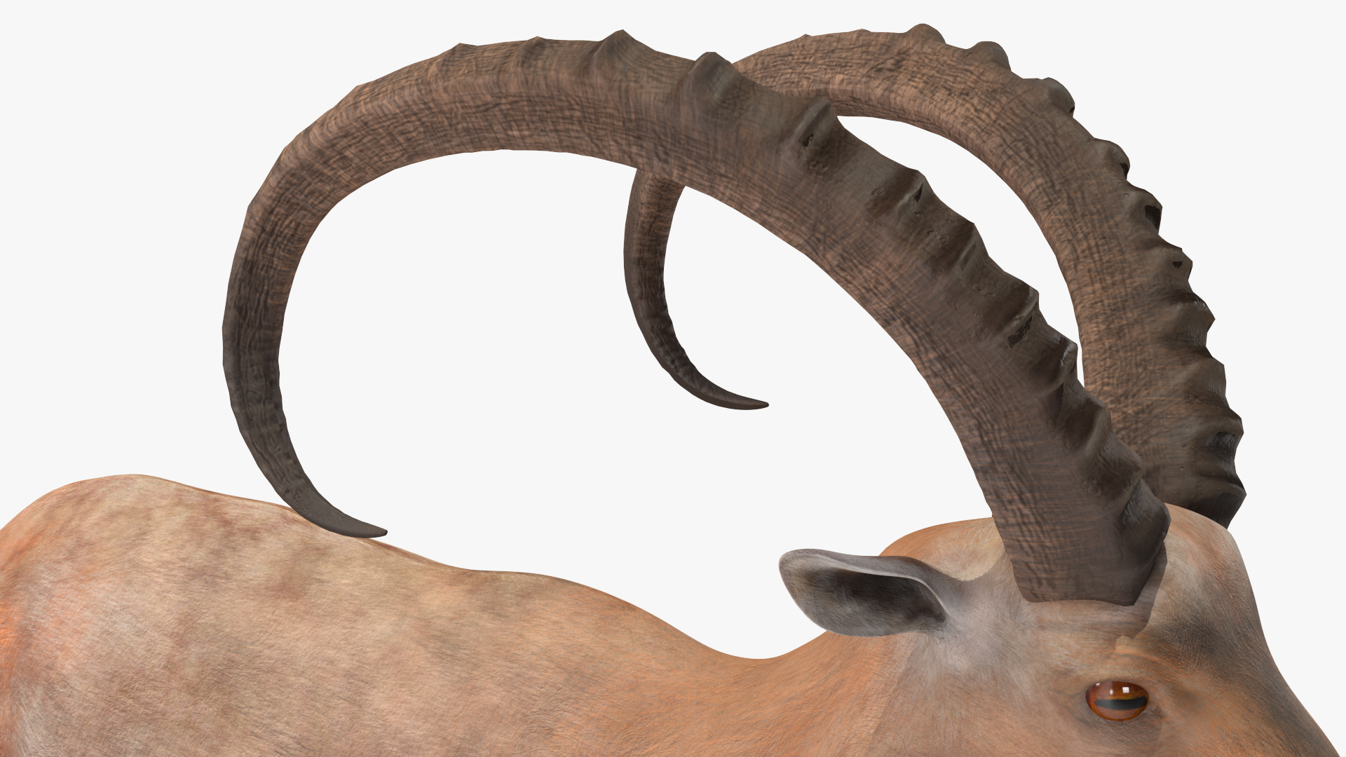 3D Alpine Ibex