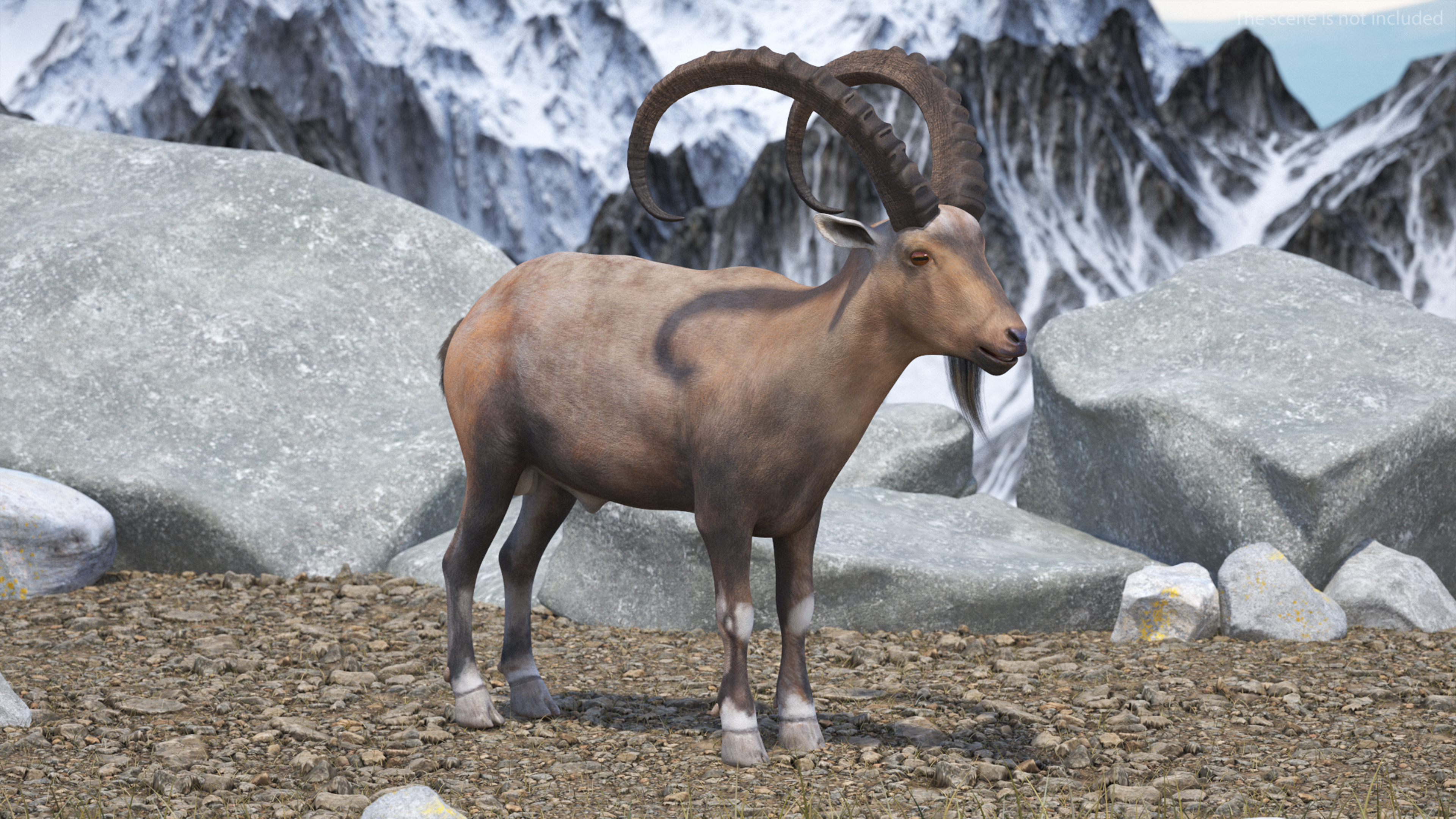 3D Alpine Ibex
