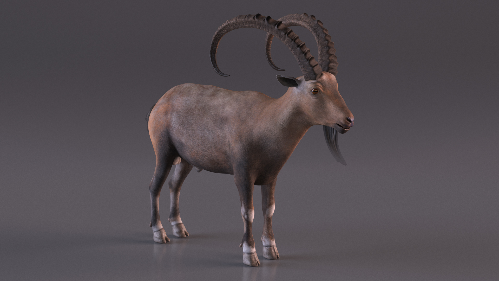 3D Alpine Ibex