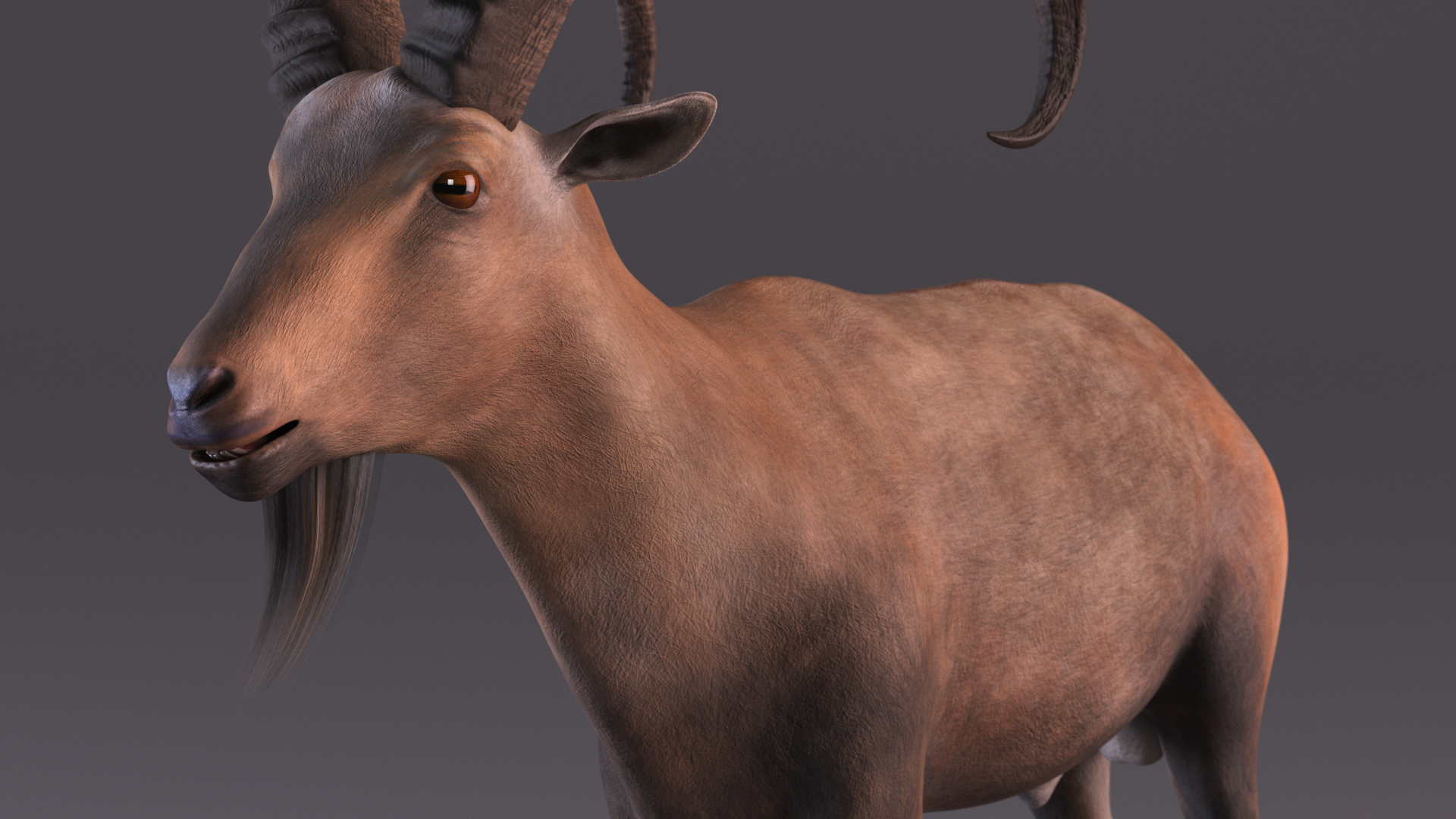 3D Alpine Ibex