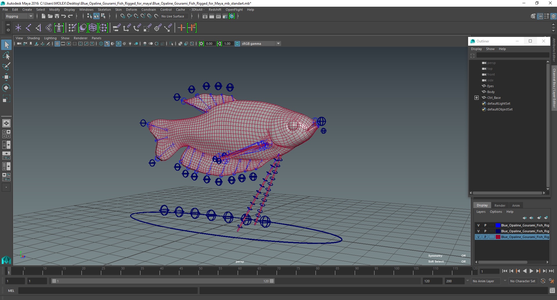 3D Blue Opaline Gourami Fish Rigged for Maya