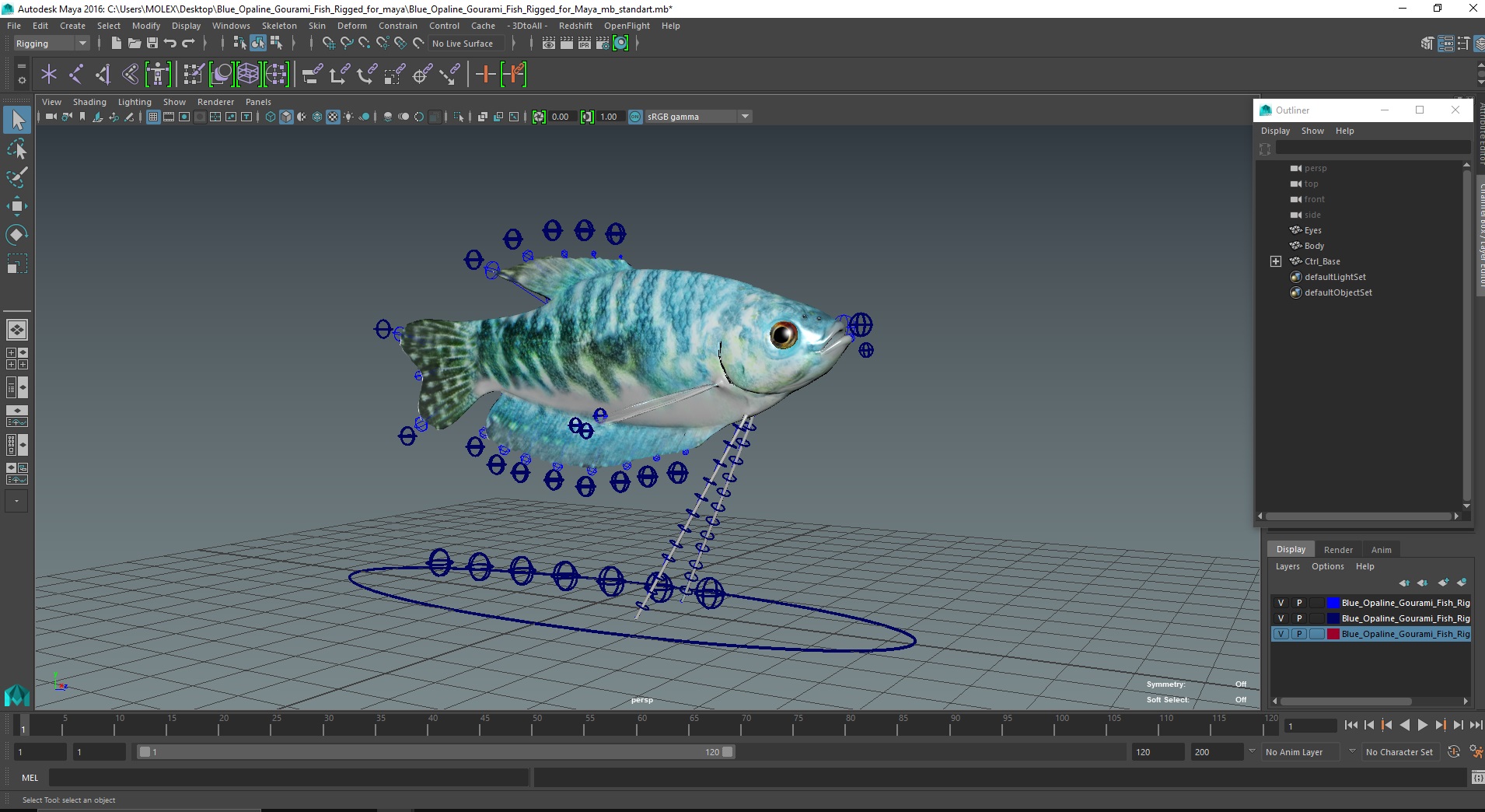 3D Blue Opaline Gourami Fish Rigged for Maya
