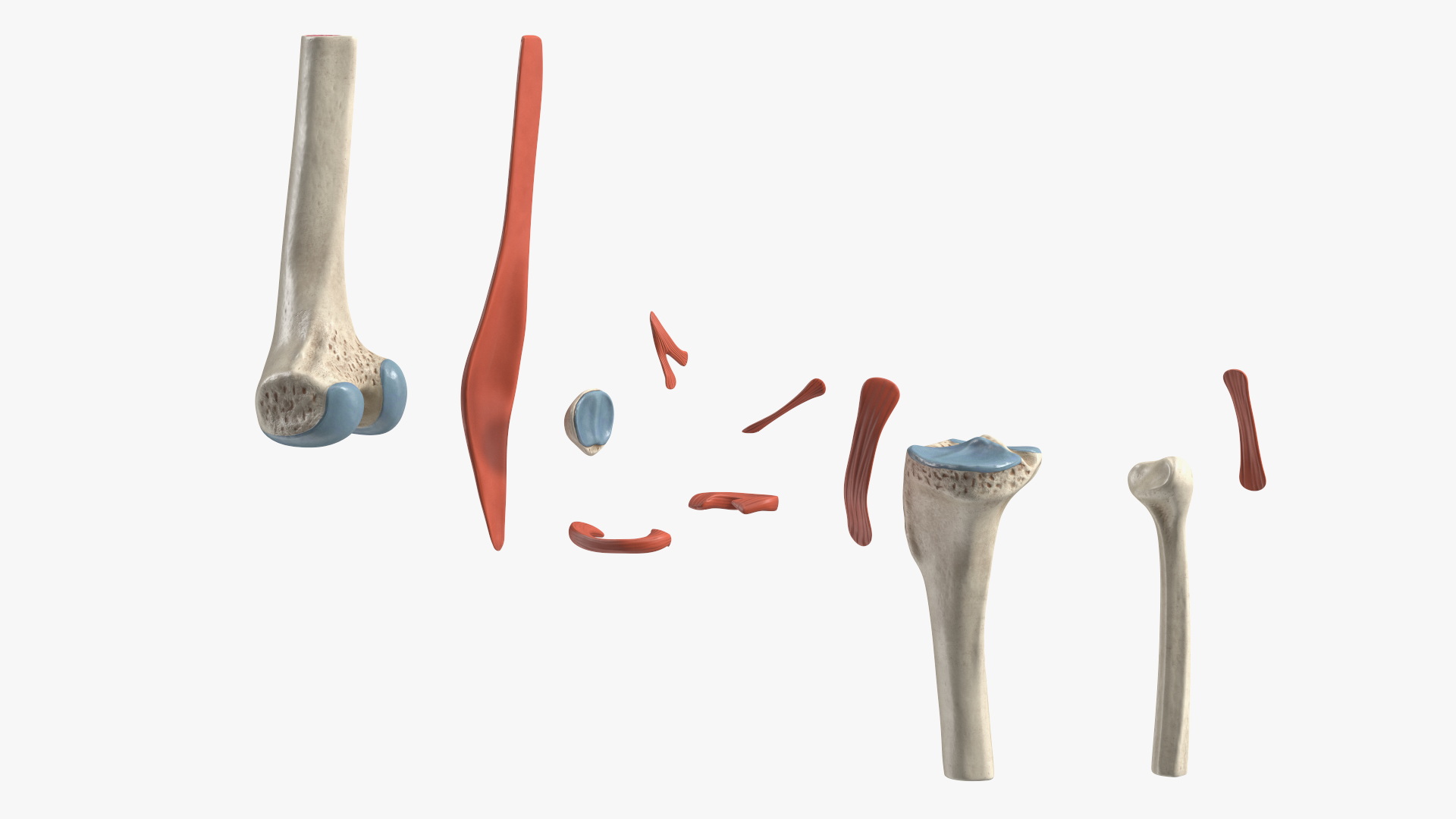 Knee Joint Model Rigged for Cinema 4D 3D